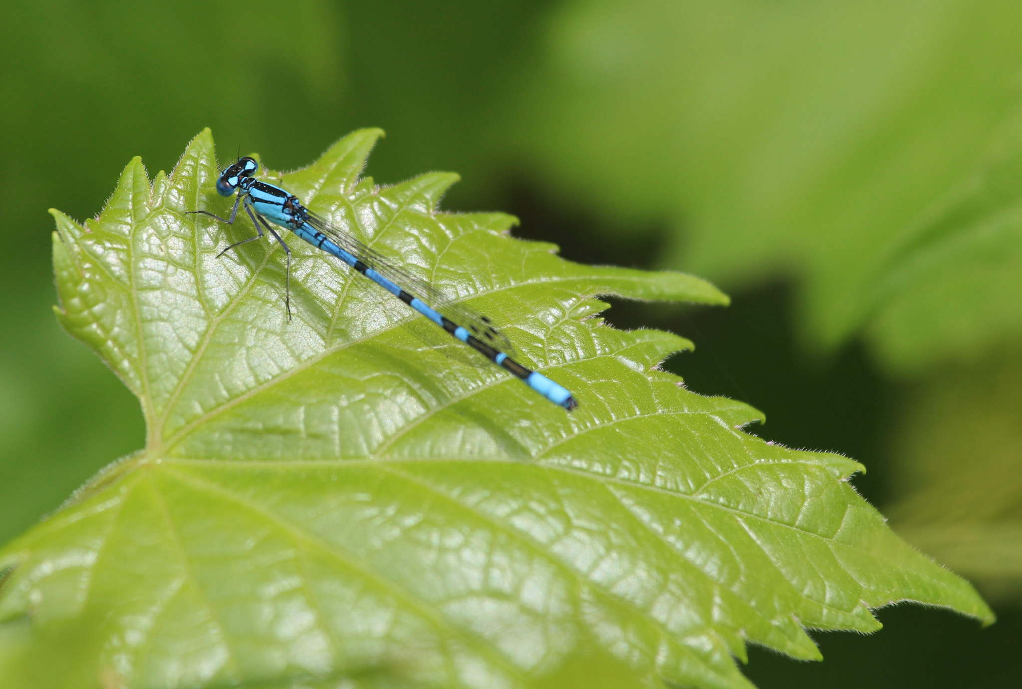 Canon EF 70-200mm F4L IS USM sample photo. Dragonfly landing photography