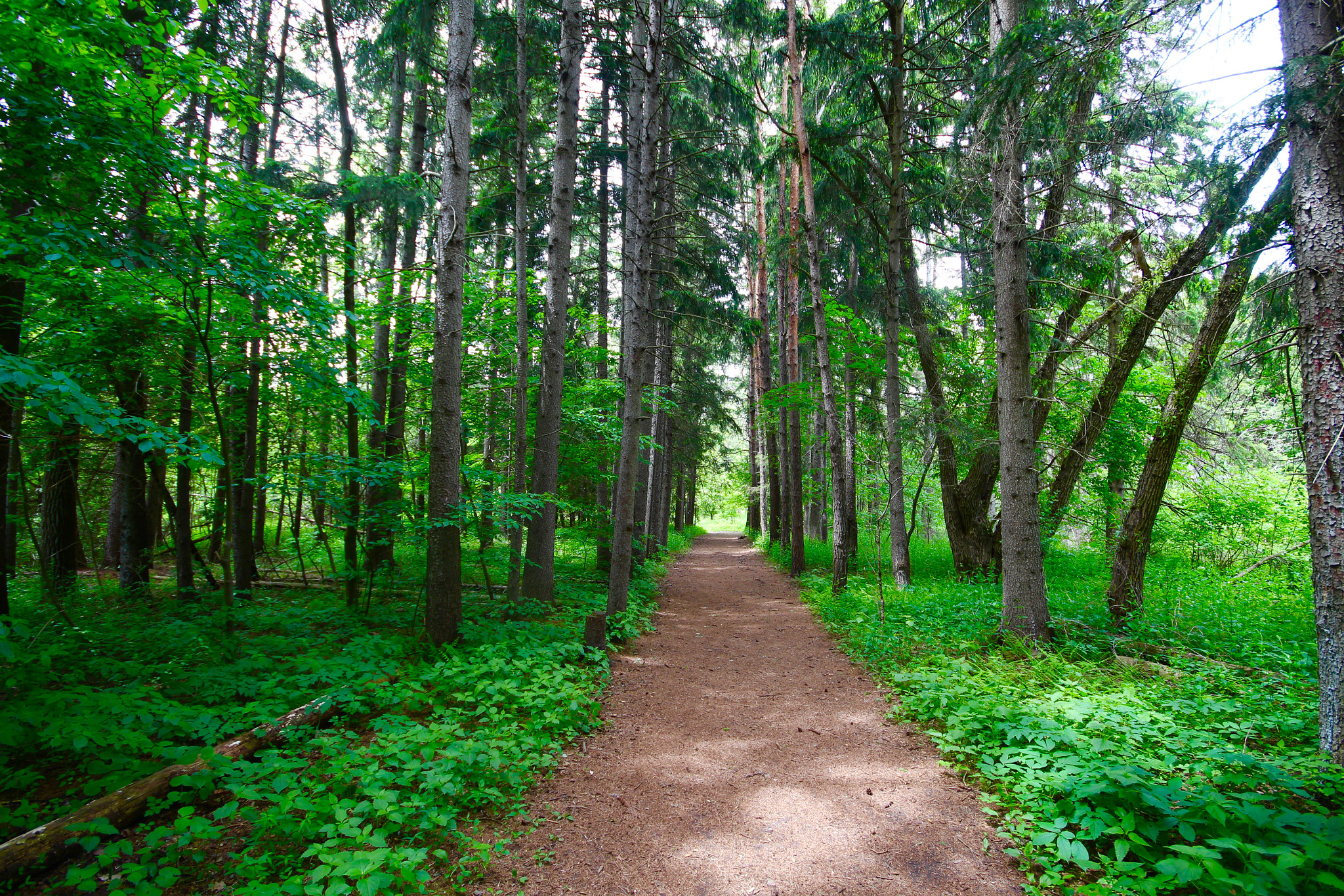 Sigma 10-20mm F4-5.6 EX DC HSM sample photo. Perfect path photography