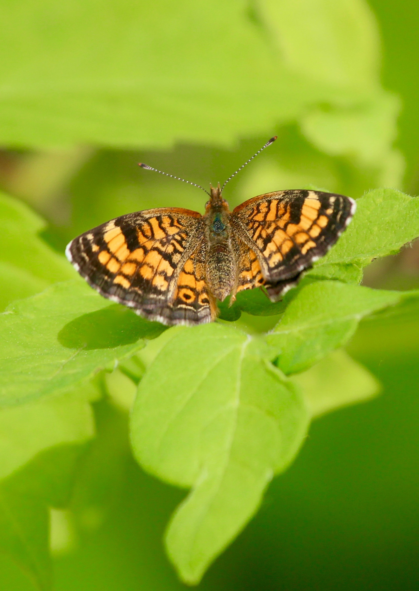 Canon EF 70-200mm F4L IS USM sample photo. Butterfly landing photography