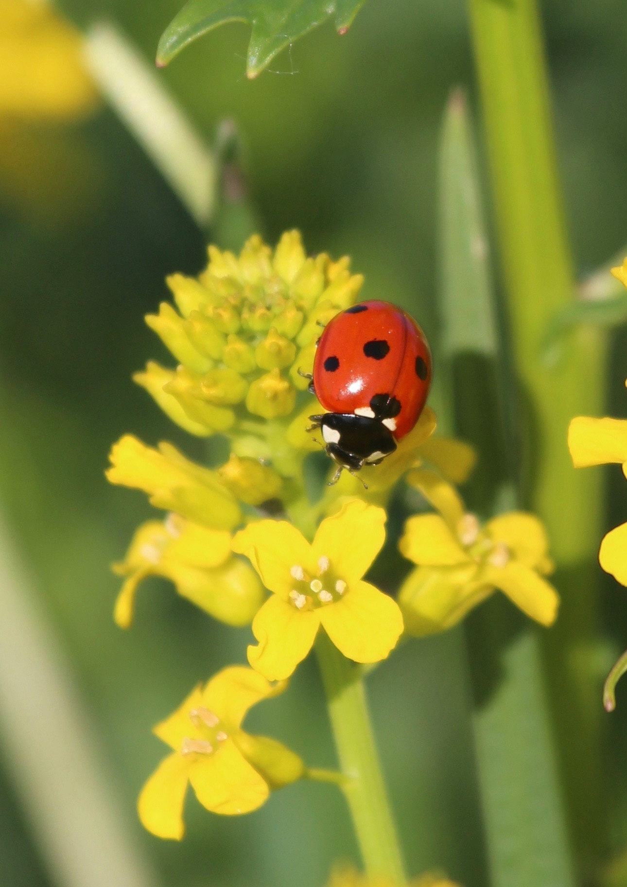 Canon EOS 700D (EOS Rebel T5i / EOS Kiss X7i) + Canon EF 70-200mm F4L IS USM sample photo. Ladybug photography