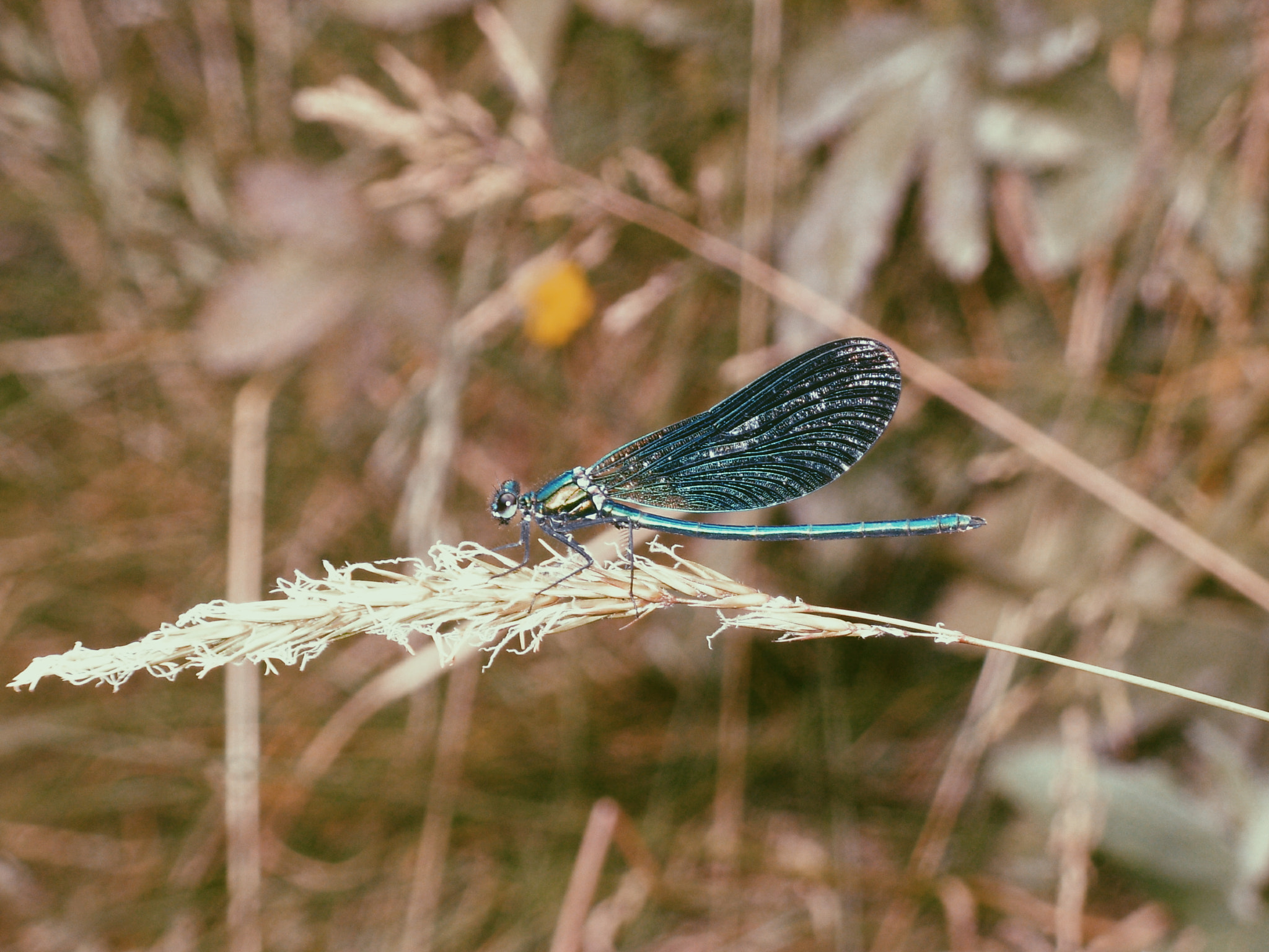 Nikon COOLPIX L1 sample photo. Dragonfly photography