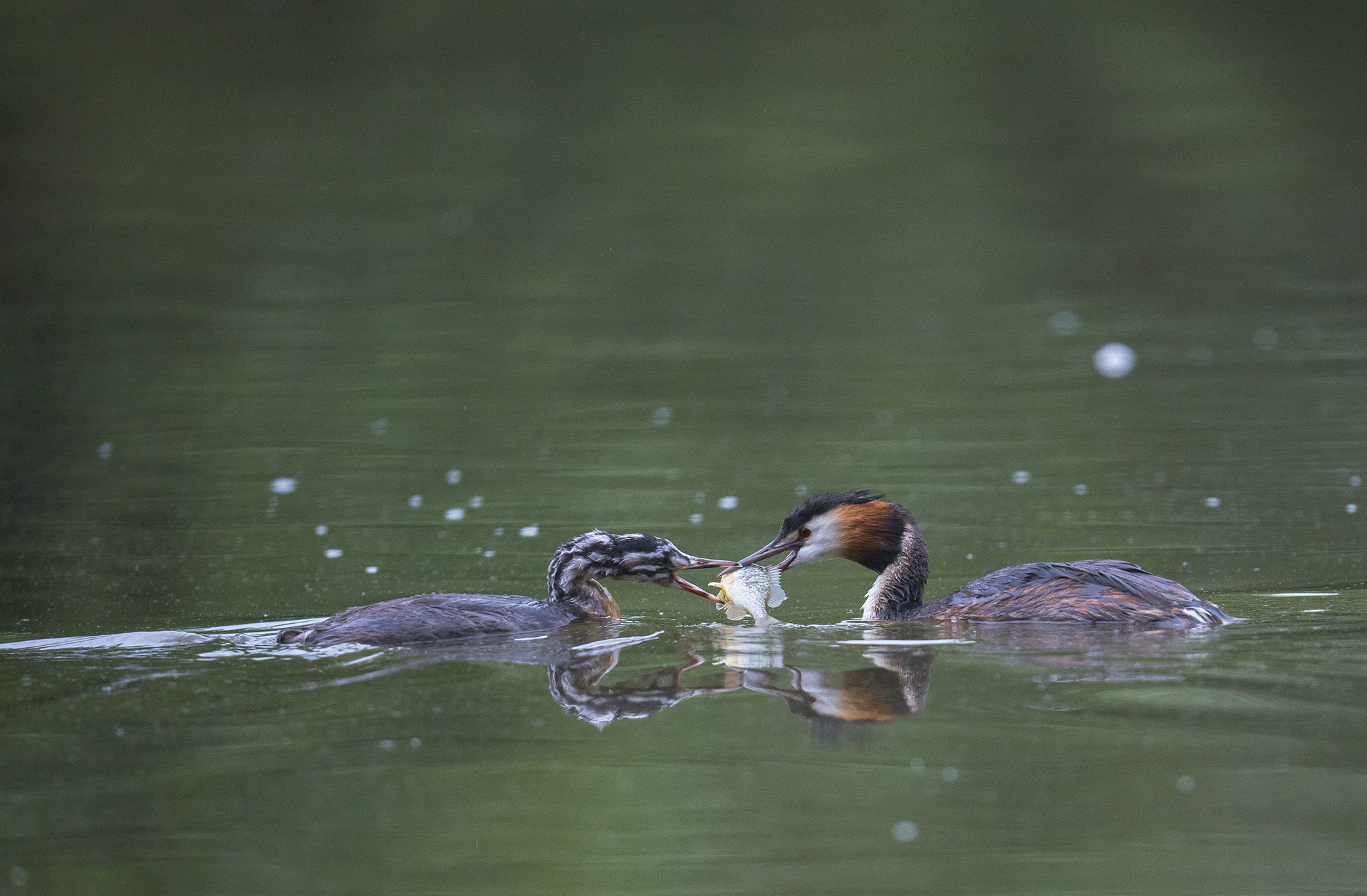 Nikon AF-S Nikkor 500mm F4E FL ED VR sample photo. Grèbes huppés photography