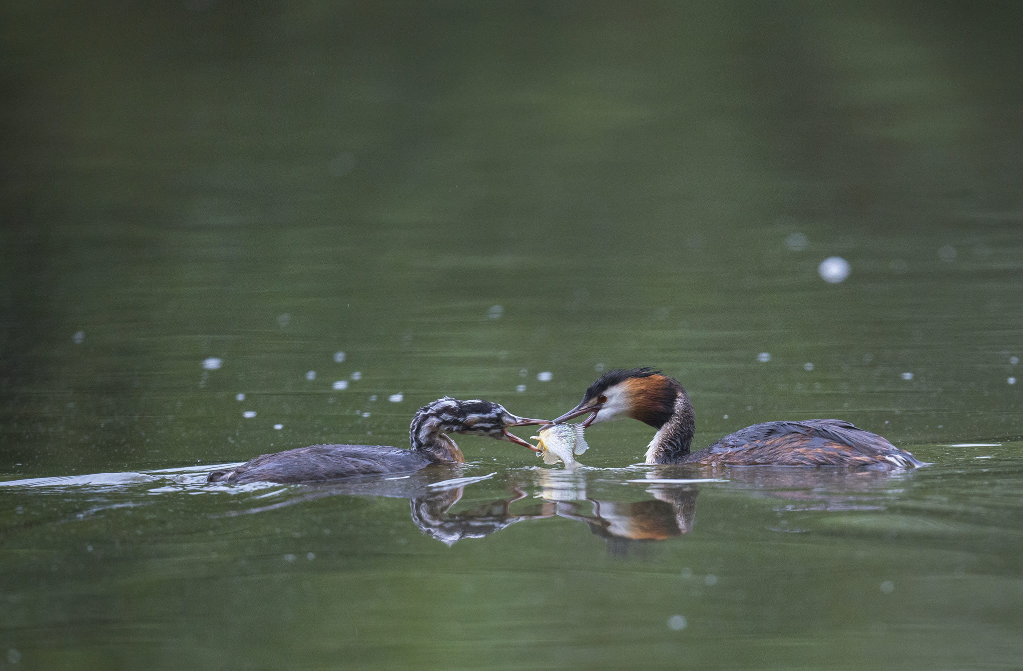 Nikon D800 + Nikon AF-S Nikkor 500mm F4E FL ED VR sample photo. Grèbes huppés photography