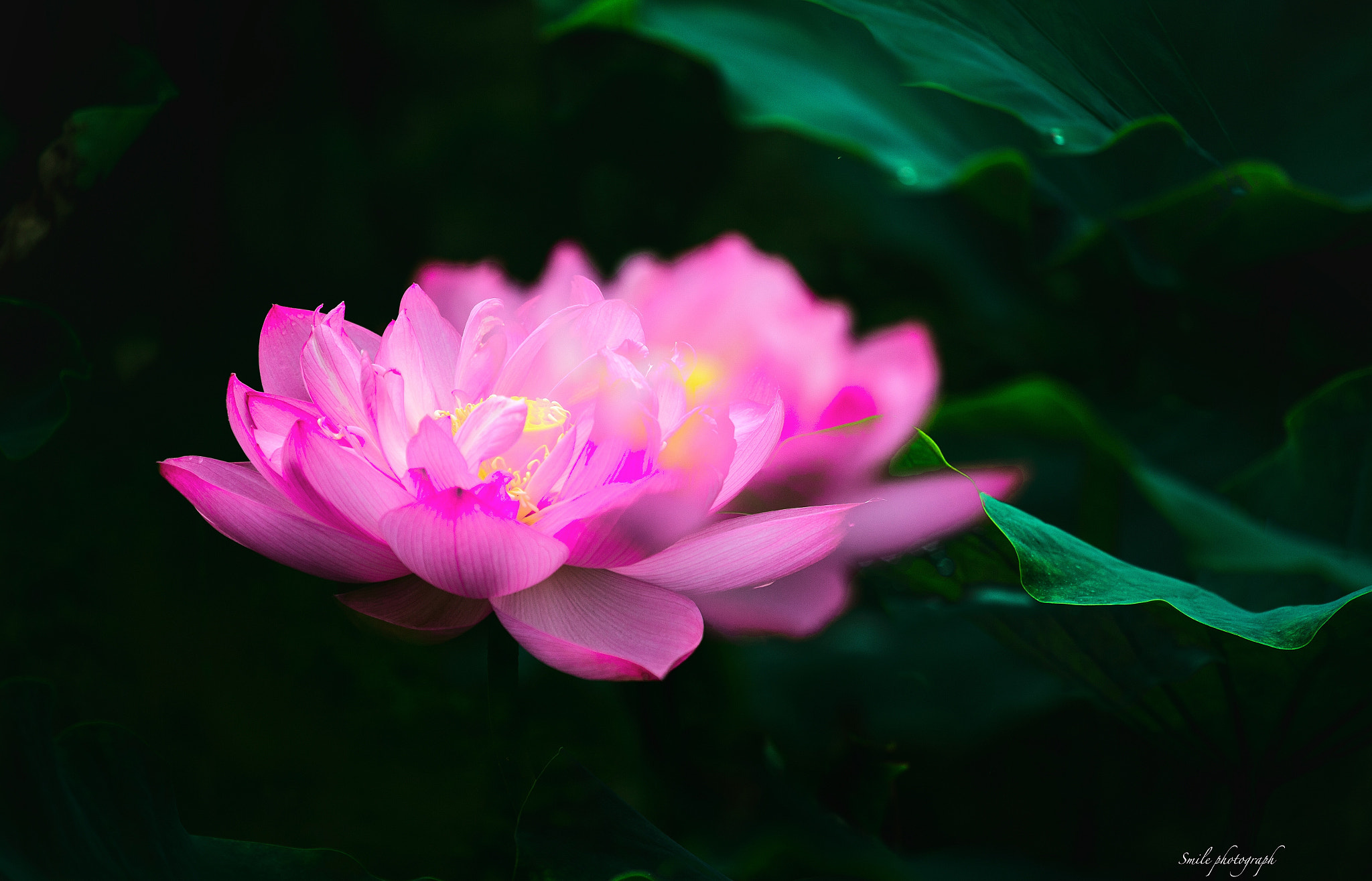 Canon EF 100-400mm F4.5-5.6L IS USM sample photo. Lotus photography