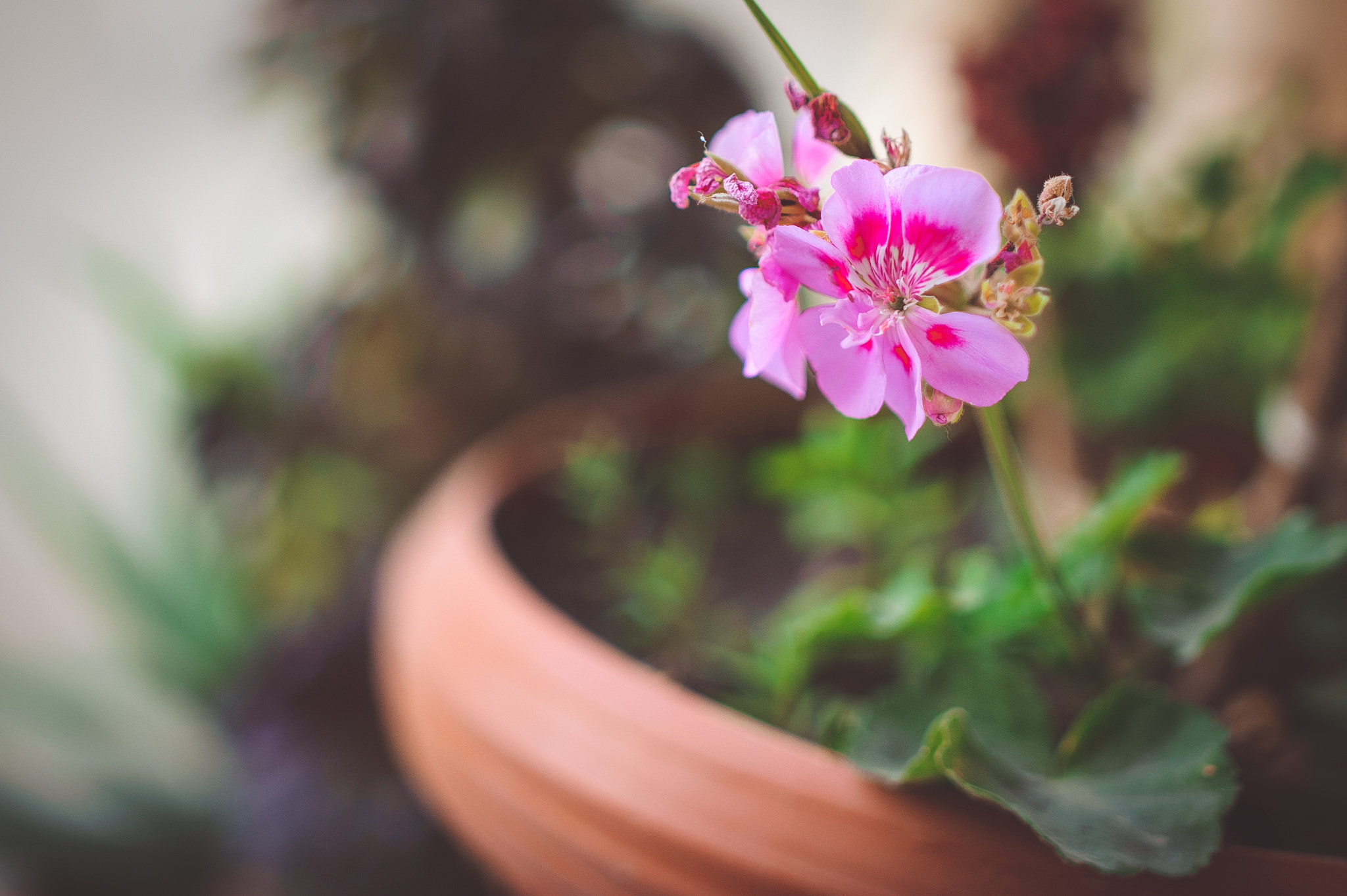 Nikon D700 + Samyang 35mm F1.4 AS UMC sample photo. Little flower photography