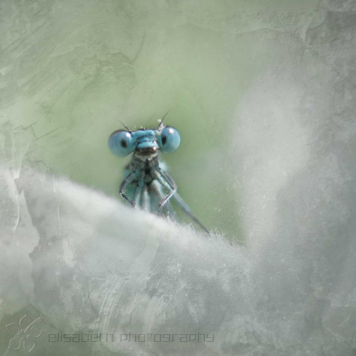 Nikon AF-S Micro-Nikkor 60mm F2.8G ED sample photo. Dragonfly photography