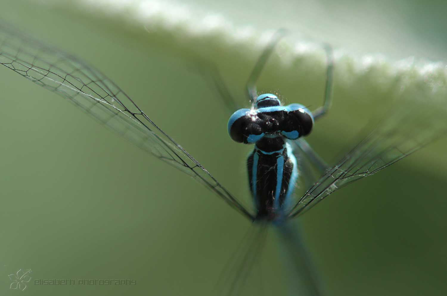 Nikon AF-S Micro-Nikkor 60mm F2.8G ED sample photo. There is no remedy for love but to love more (thor photography