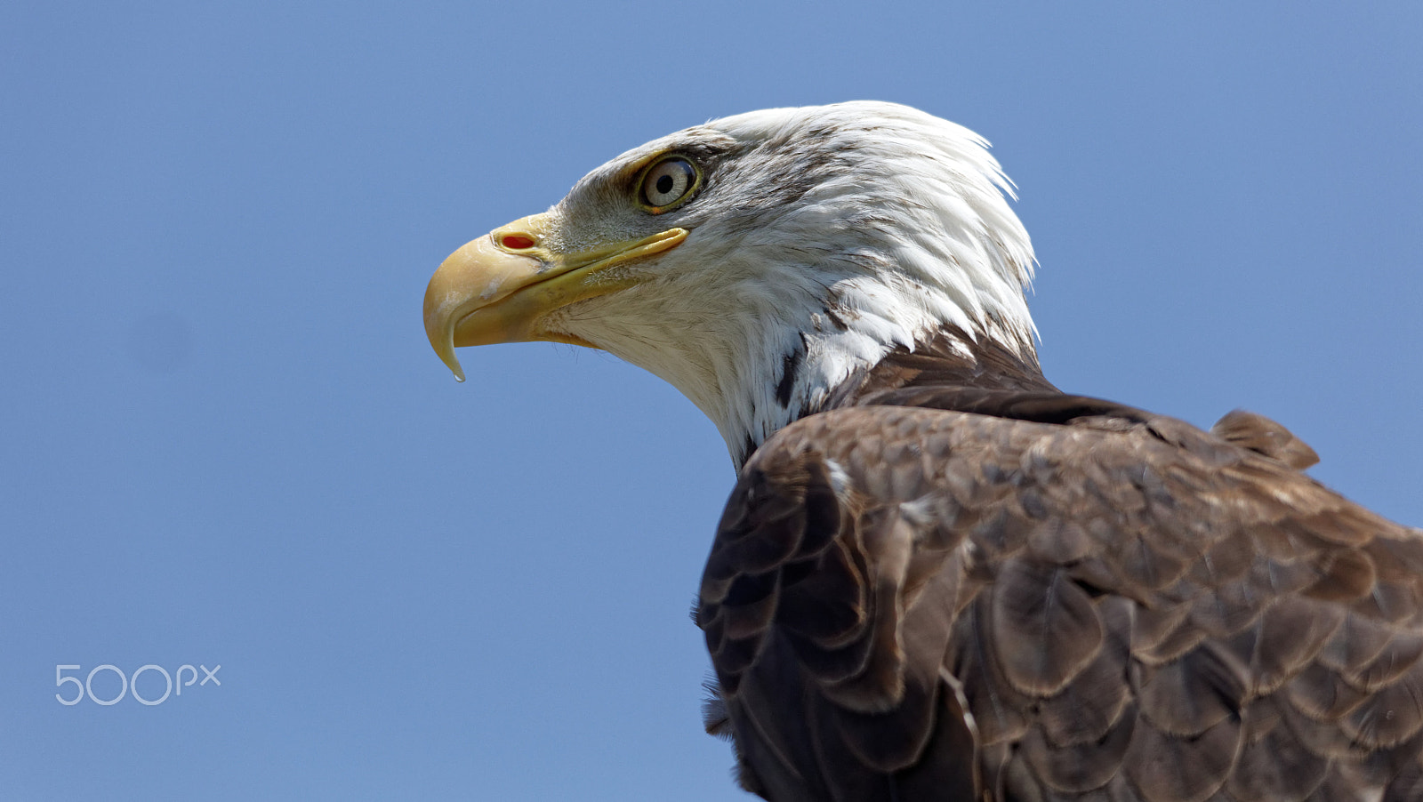 Sigma 150-500mm F5-6.3 DG OS HSM sample photo. Bald eagle photography