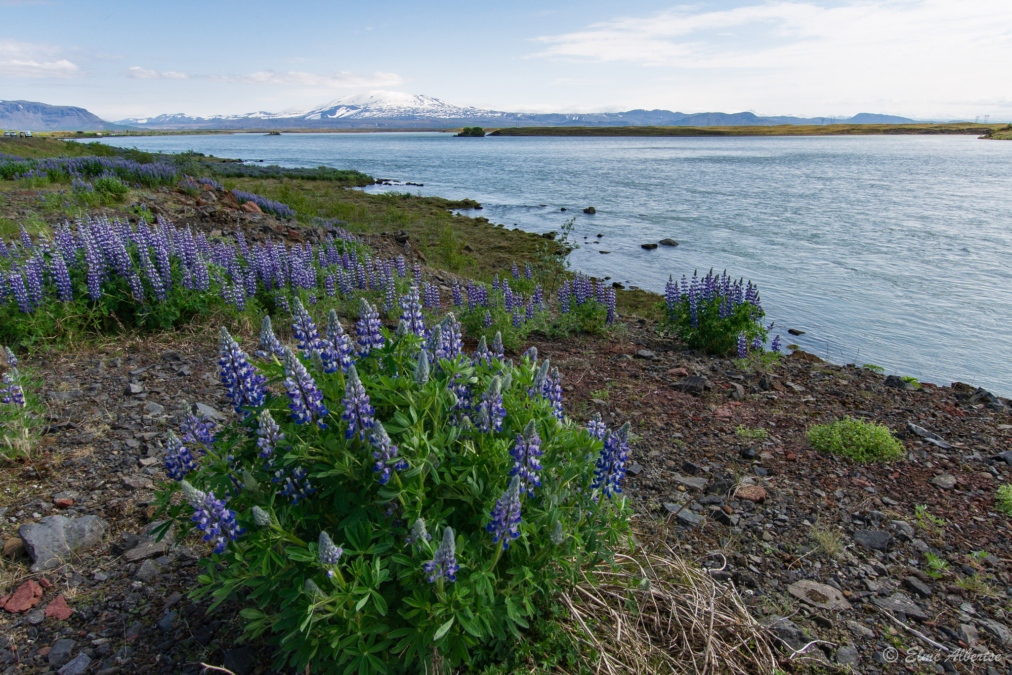 Sony Alpha DSLR-A500 + Sigma 10-20mm F3.5 EX DC HSM sample photo. Lupine flowers photography