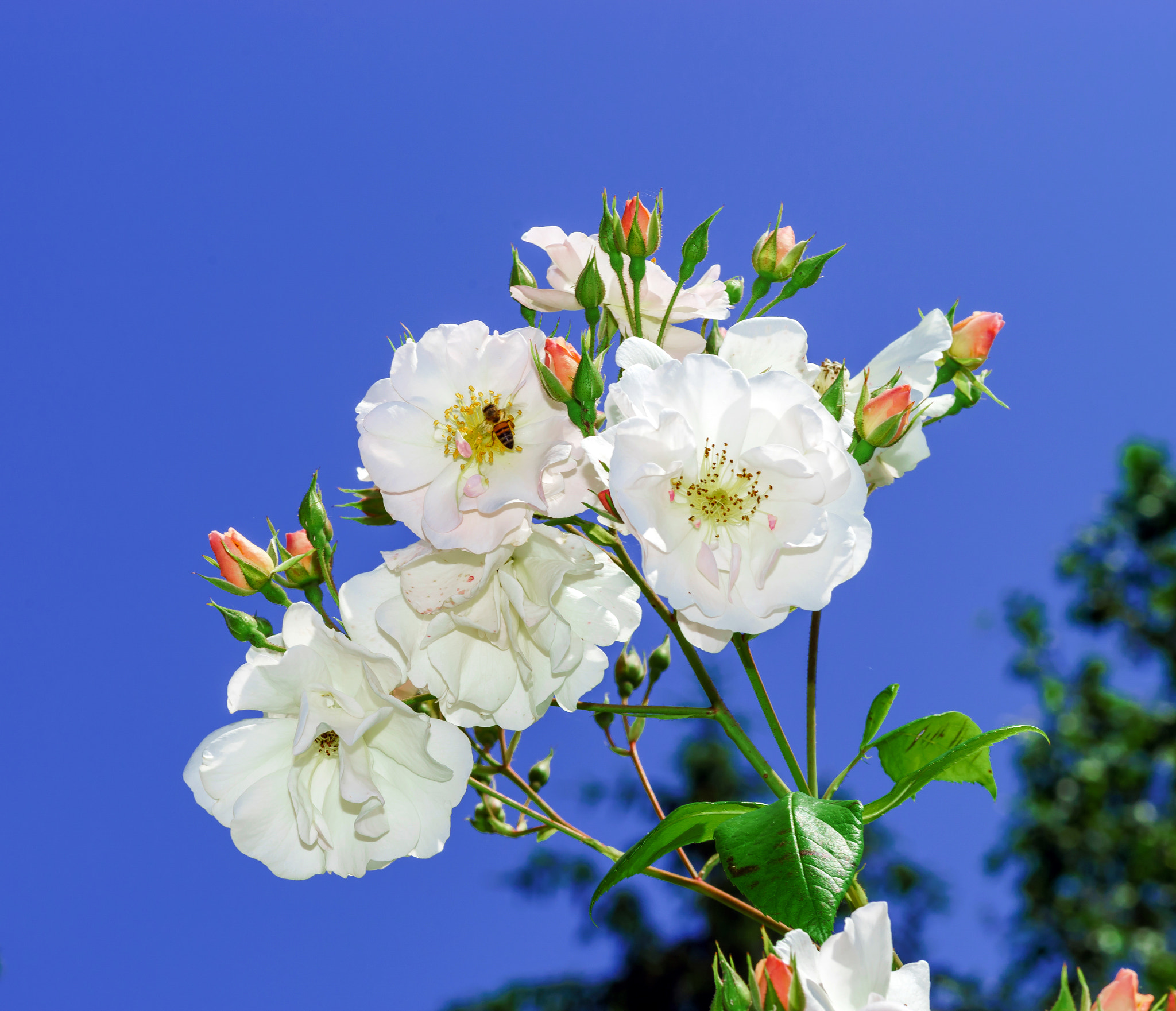 Sony a99 II + Minolta AF 100mm F2.8 Macro [New] sample photo. Botanic garden with blossom roses, alsace photography