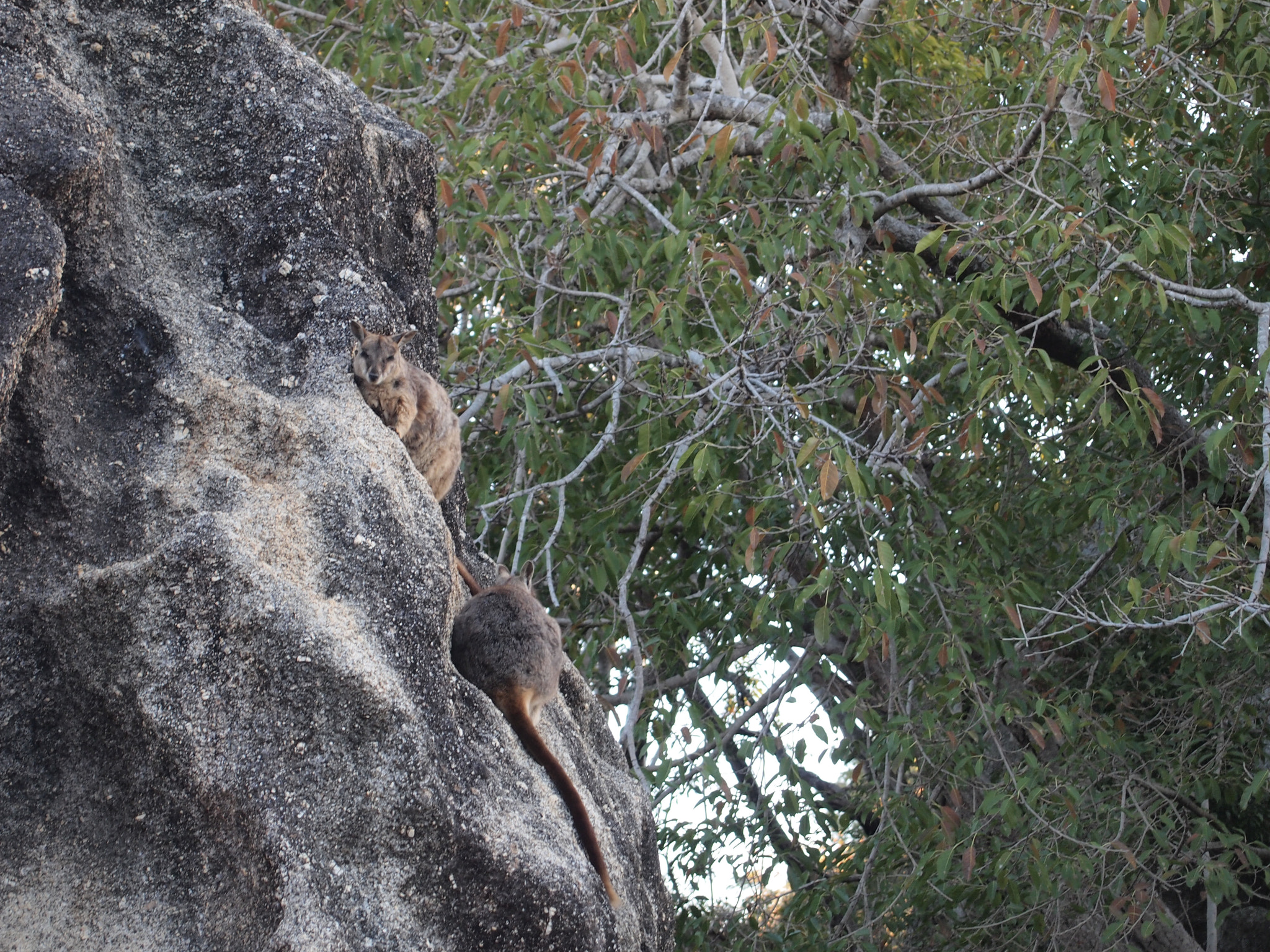 Olympus PEN E-PL2 sample photo. Climbing up photography