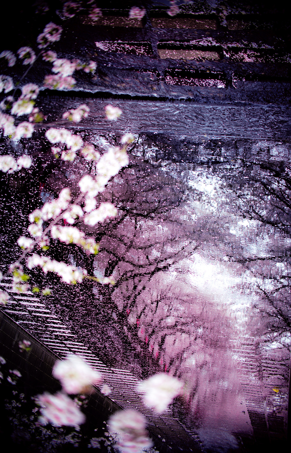 Tamron SP AF 60mm F2 Di II LD IF Macro sample photo. Sakurafubuki photography
