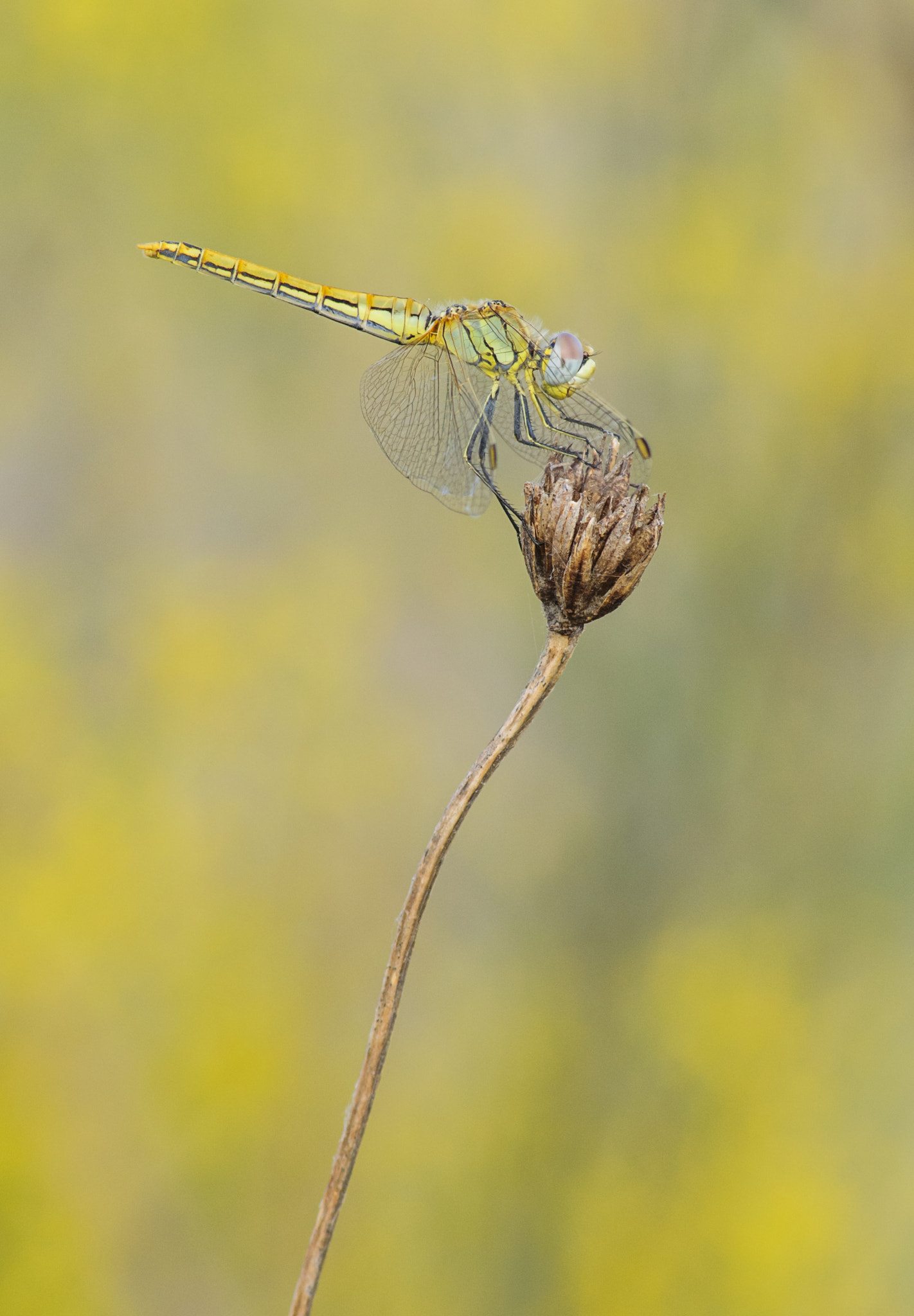 Nikon D300S + AF Nikkor 70-210mm f/4-5.6 sample photo. Sympetrum sinaiticum photography