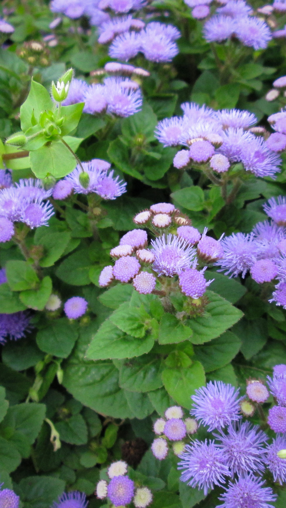 Canon PowerShot A3400 IS sample photo. Everything purple photography