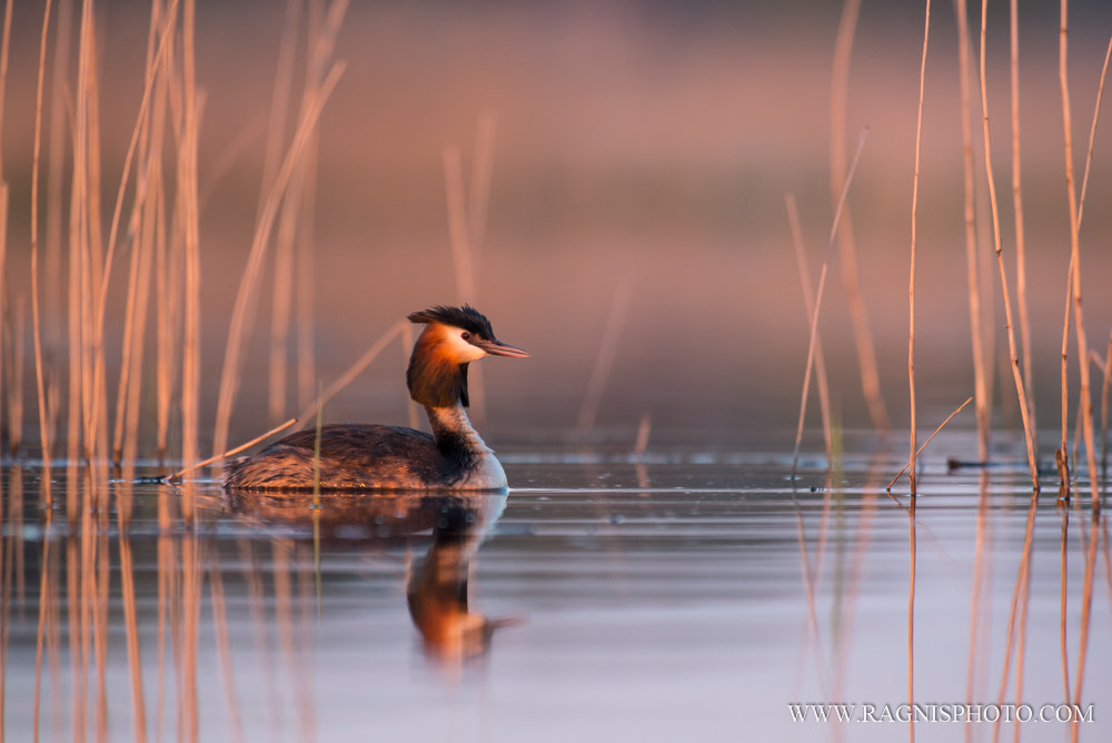Nikon AF-S Nikkor 300mm F2.8G ED VR II sample photo. Evening in the reed photography