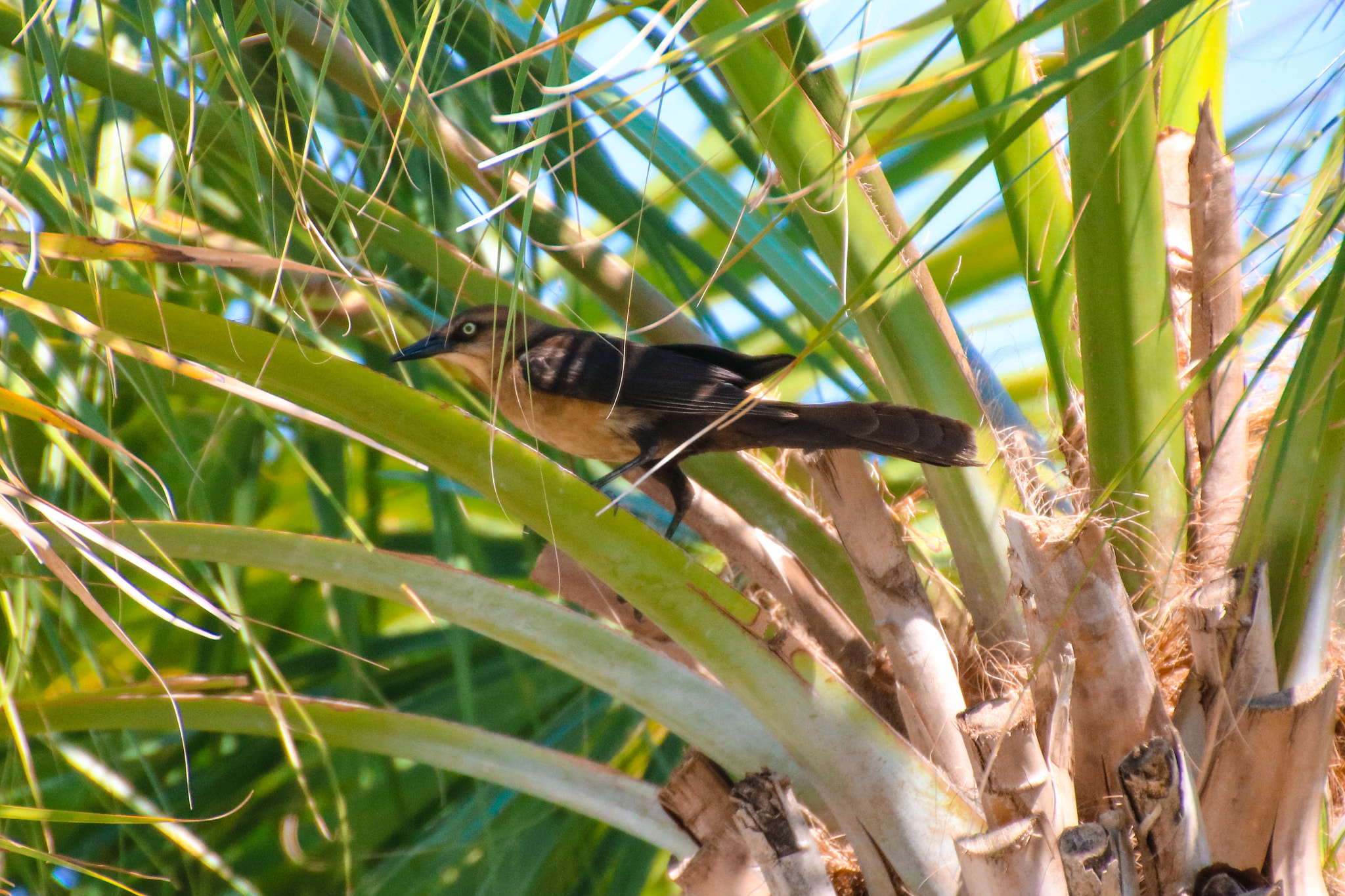 Canon EOS 760D (EOS Rebel T6s / EOS 8000D) + Canon 18-270mm sample photo. Hanging in a palm tree photography