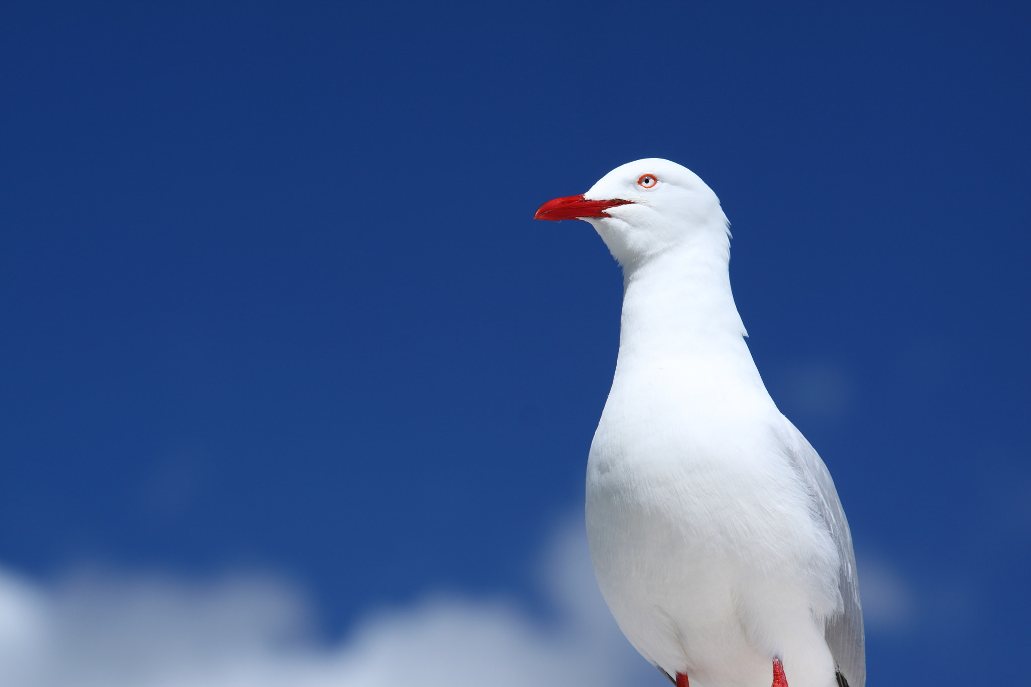 Sigma 70-200mm F2.8 EX DG OS HSM sample photo. Bird and blue sky . photography