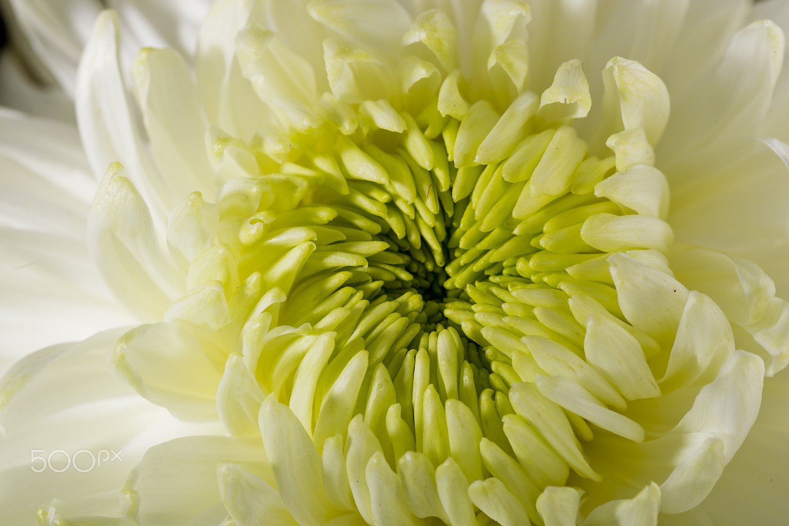 Canon EOS-1D Mark IV sample photo. White chrysanthemum on a black background photography