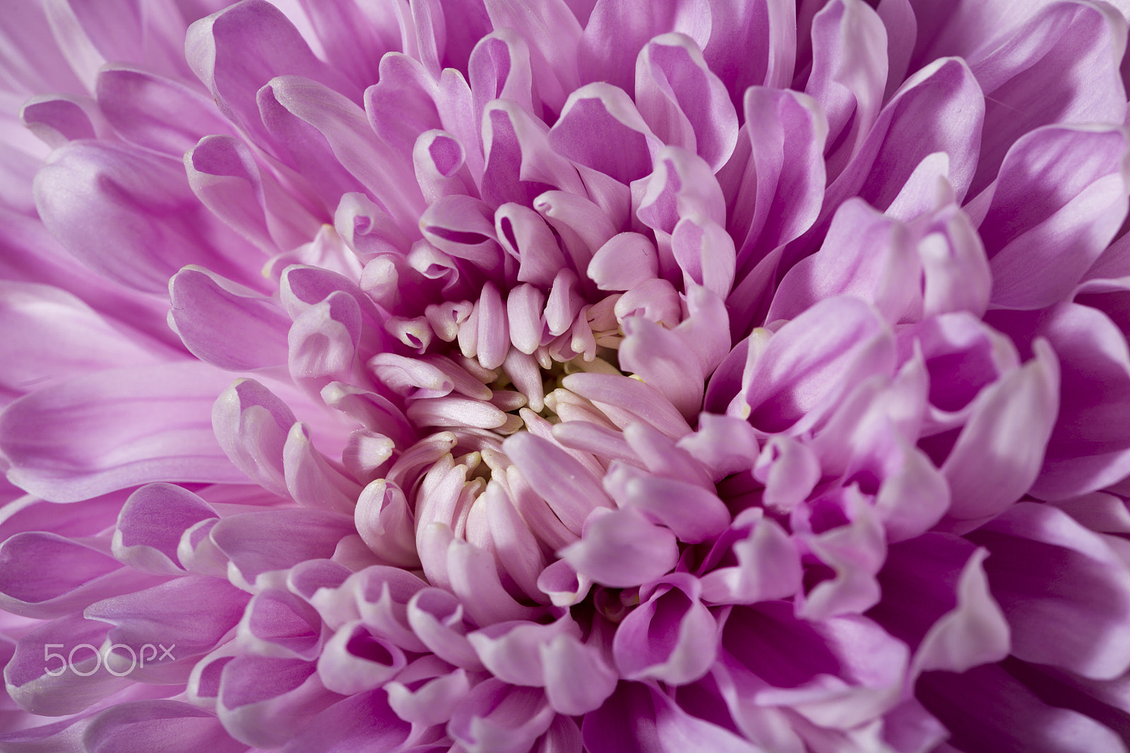 Canon EOS-1D Mark IV sample photo. Flower of pink chrysanthemum photography