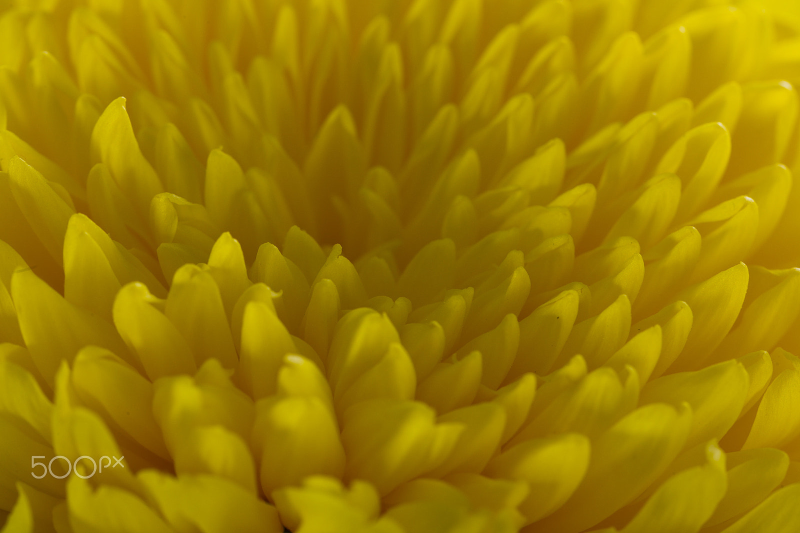 Canon EOS-1D Mark IV sample photo. Yellow chrysanthemums on a black background photography