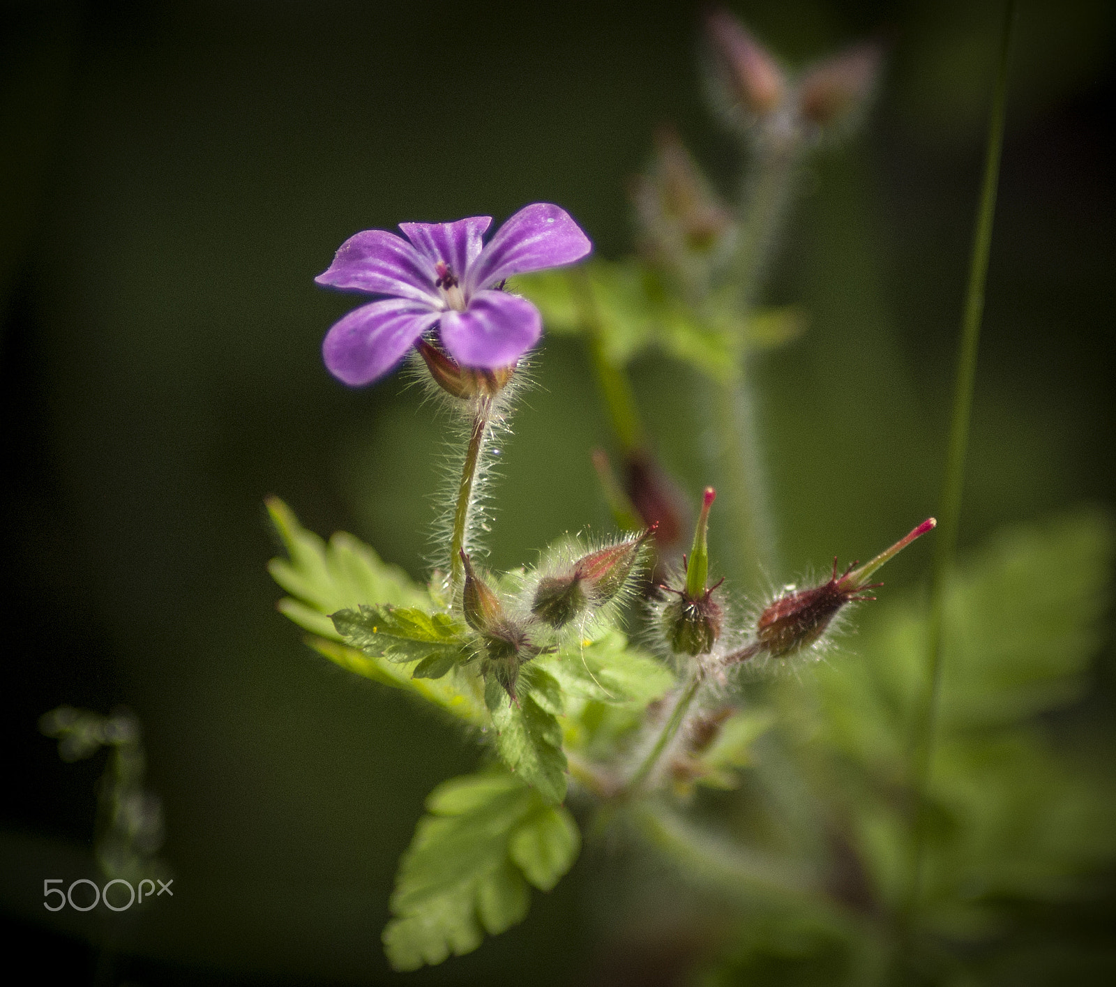 Nikon D40 sample photo. Flower of the wild photography