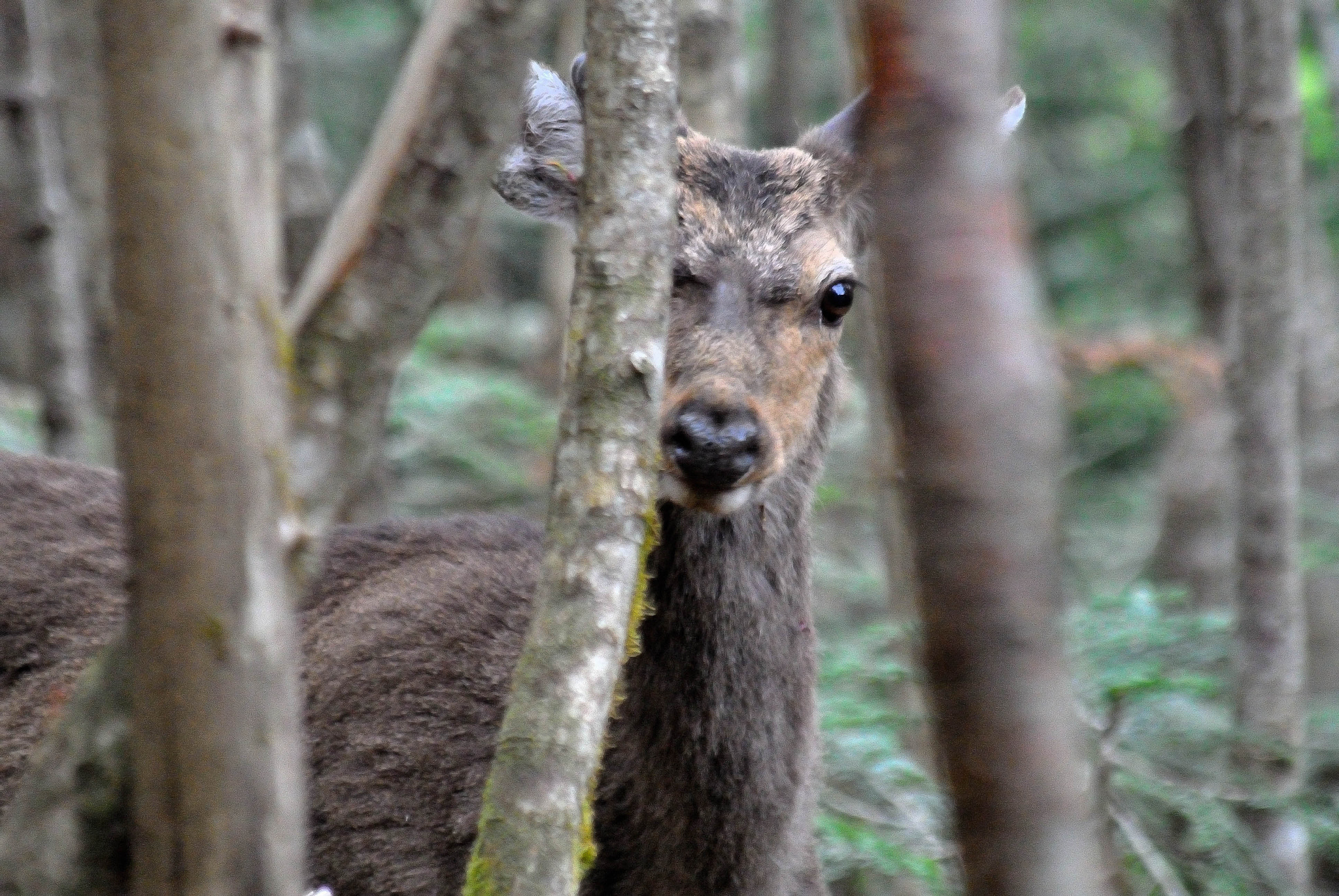 Nikon 1 V1 sample photo. Nisizawa valley20160528 photography