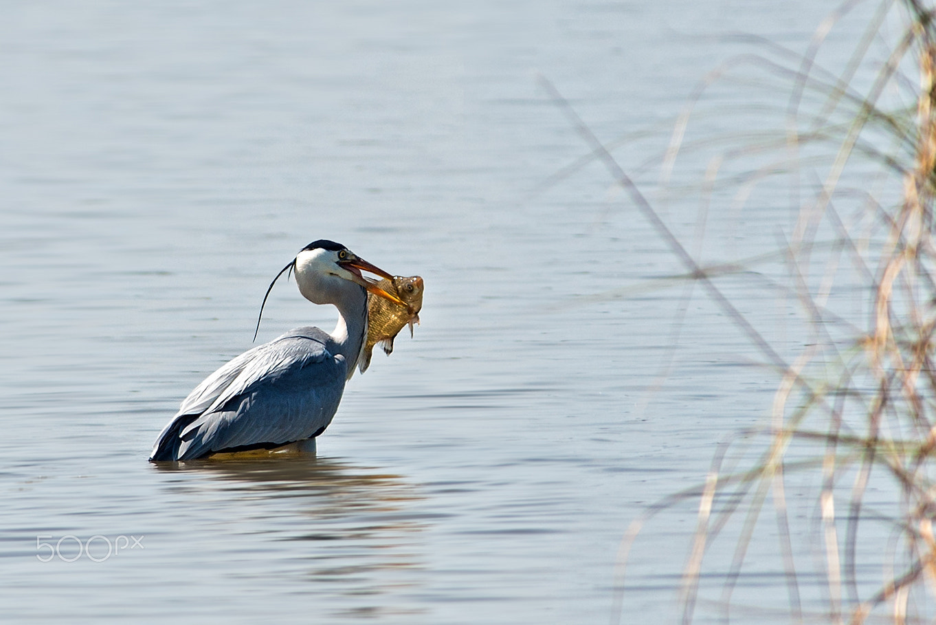 Nikon AF-S Nikkor 300mm F2.8G ED-IF VR sample photo. Big catch photography