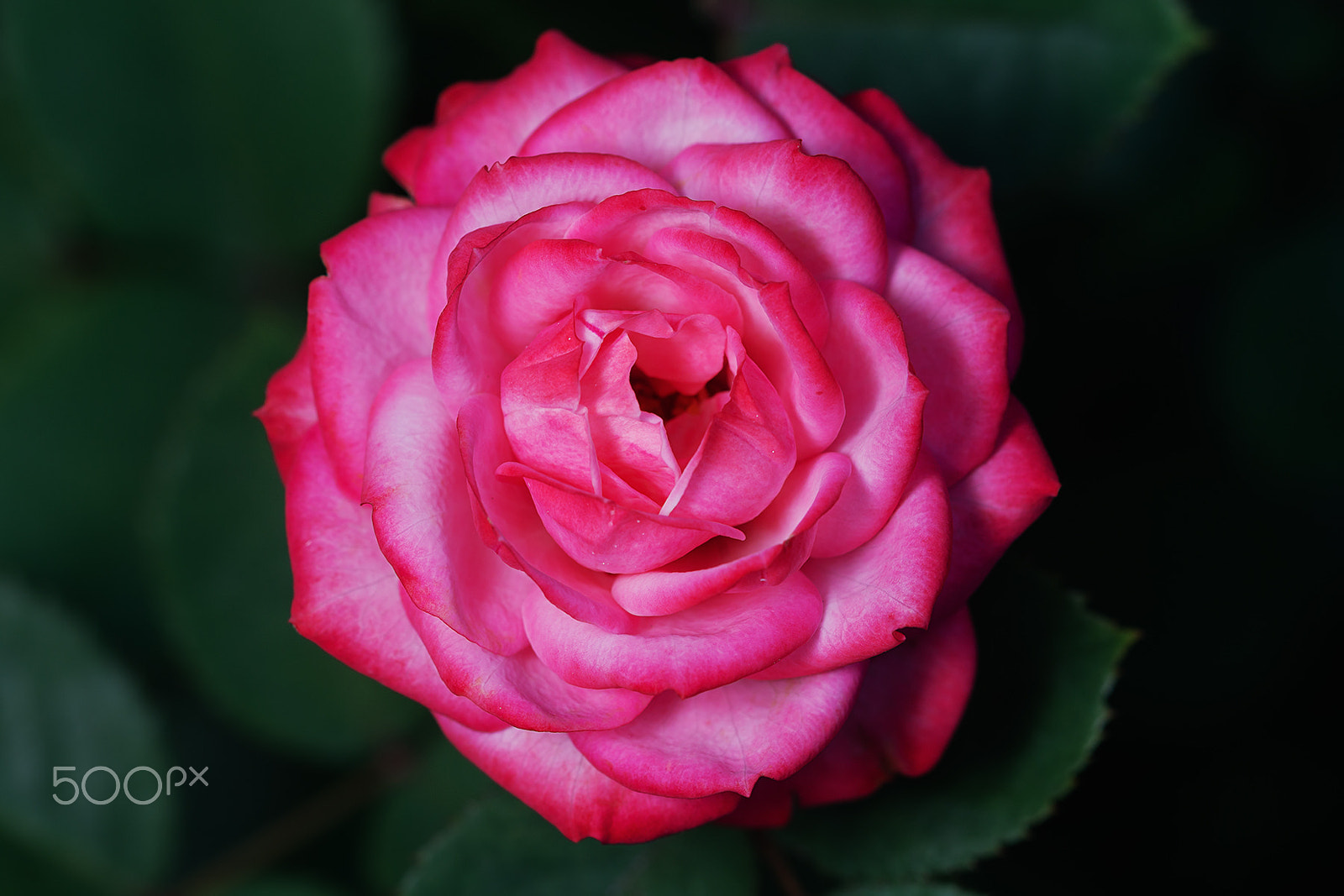 Sony a99 II + Sony 100mm F2.8 Macro sample photo. Bico baby romantica photography