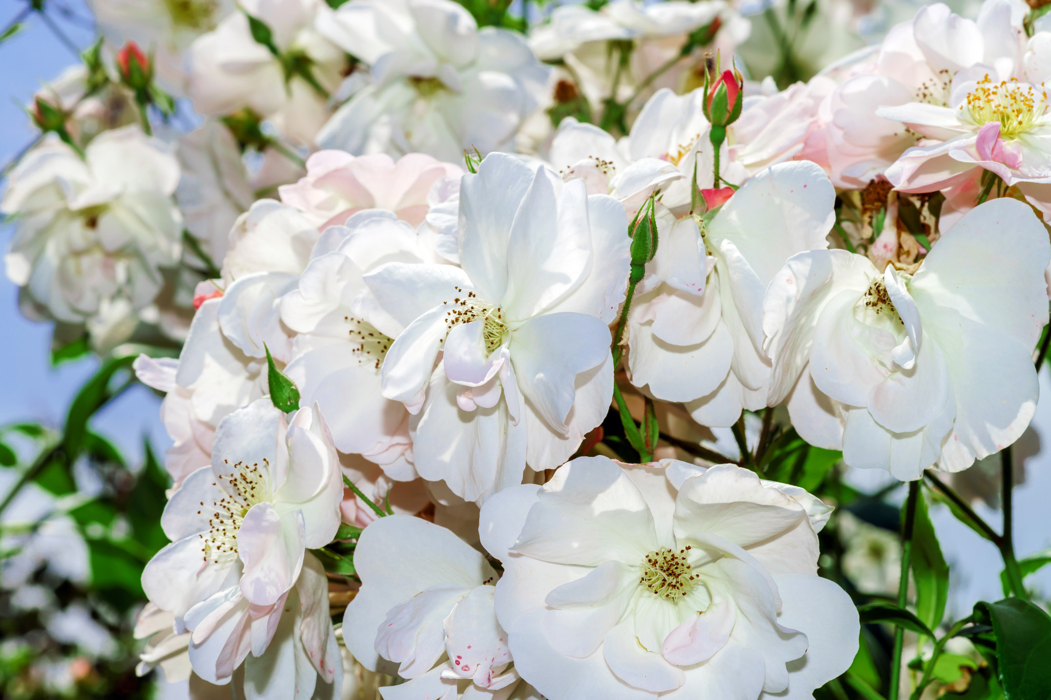 Sony a99 II + Minolta AF 100mm F2.8 Macro [New] sample photo. Botanic garden with blossom roses, alsace photography