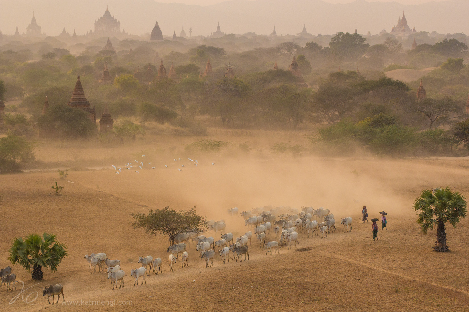 Tamron SP 35mm F1.8 Di VC USD sample photo. Cows in bagan photography