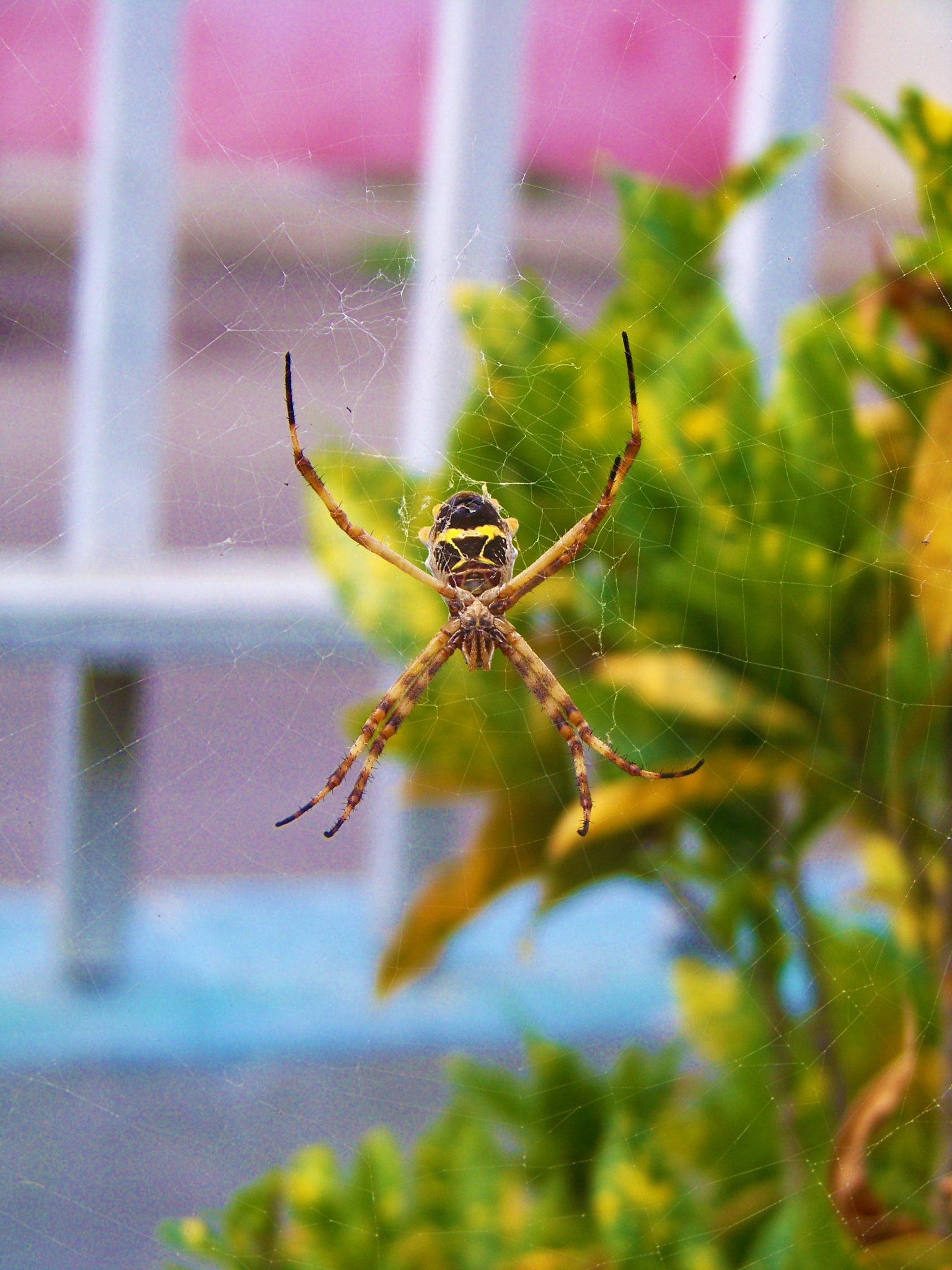 Kodak EASYSHARE Z8612 IS DIGITAL CAMERA sample photo. Spider and web photography