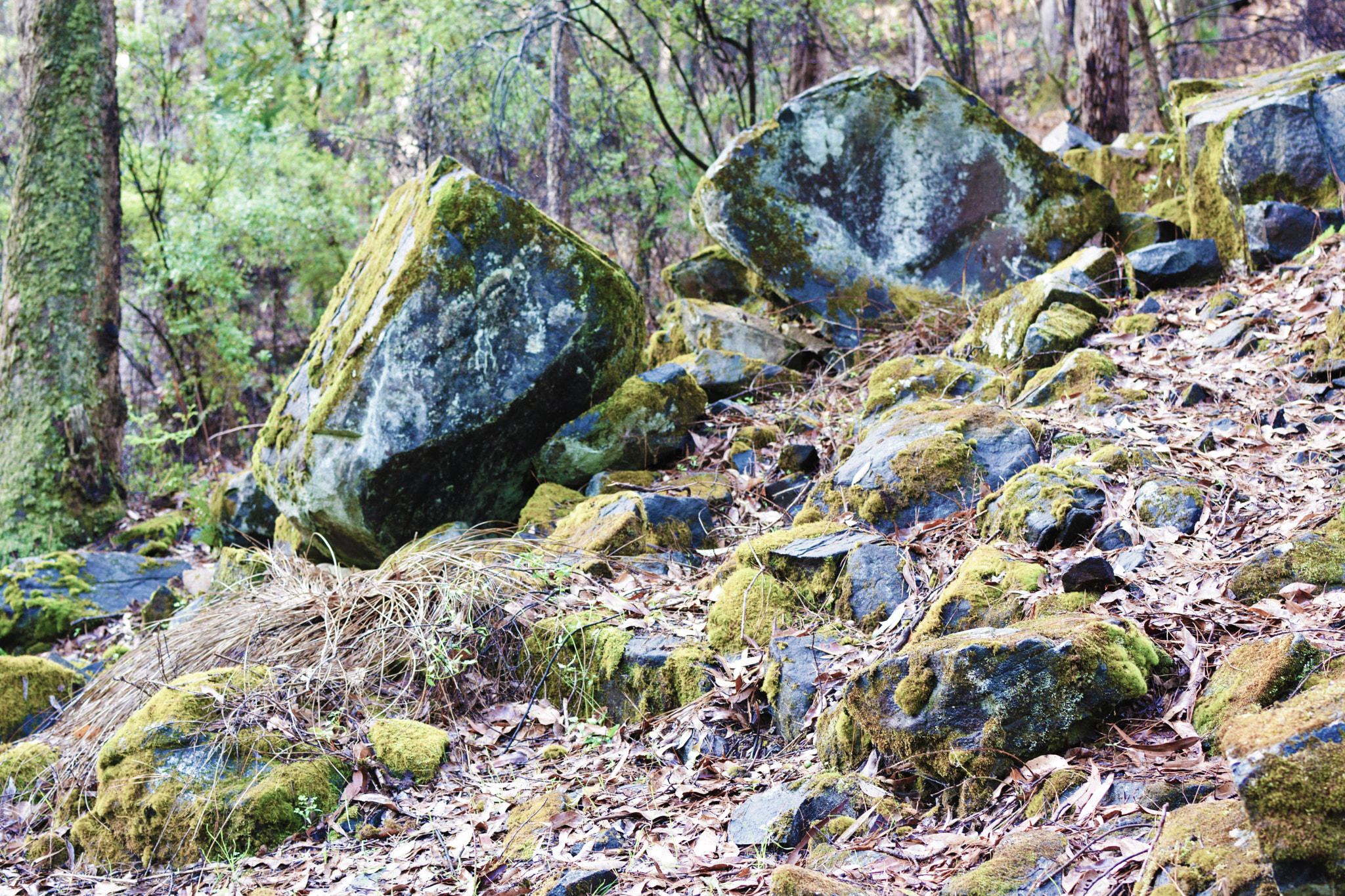 AF Zoom-Nikkor 35-105mm f/3.5-4.5 sample photo. Forest stone photography