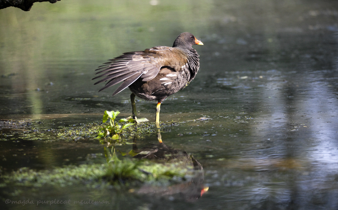 150-600mm F5-6.3 DG OS HSM | Sports 014 sample photo. Waterhoen/ moorhen/ gallinula chloropus photography
