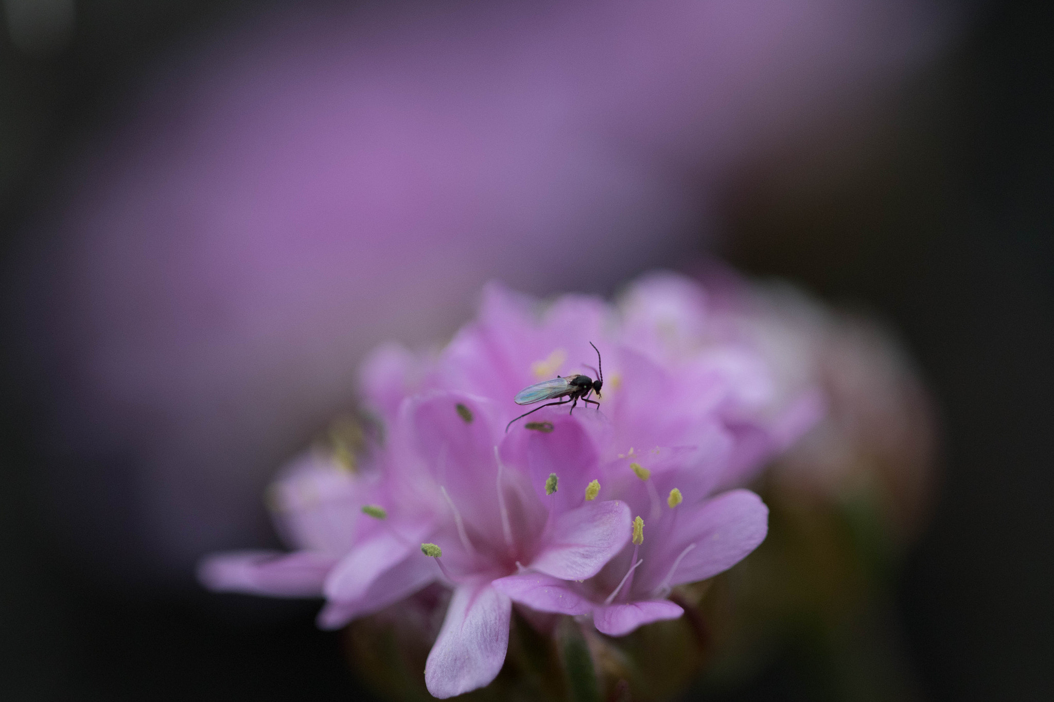 Sigma APO Macro 150mm f/2.8 EX DG HSM sample photo. Flower with insect photography