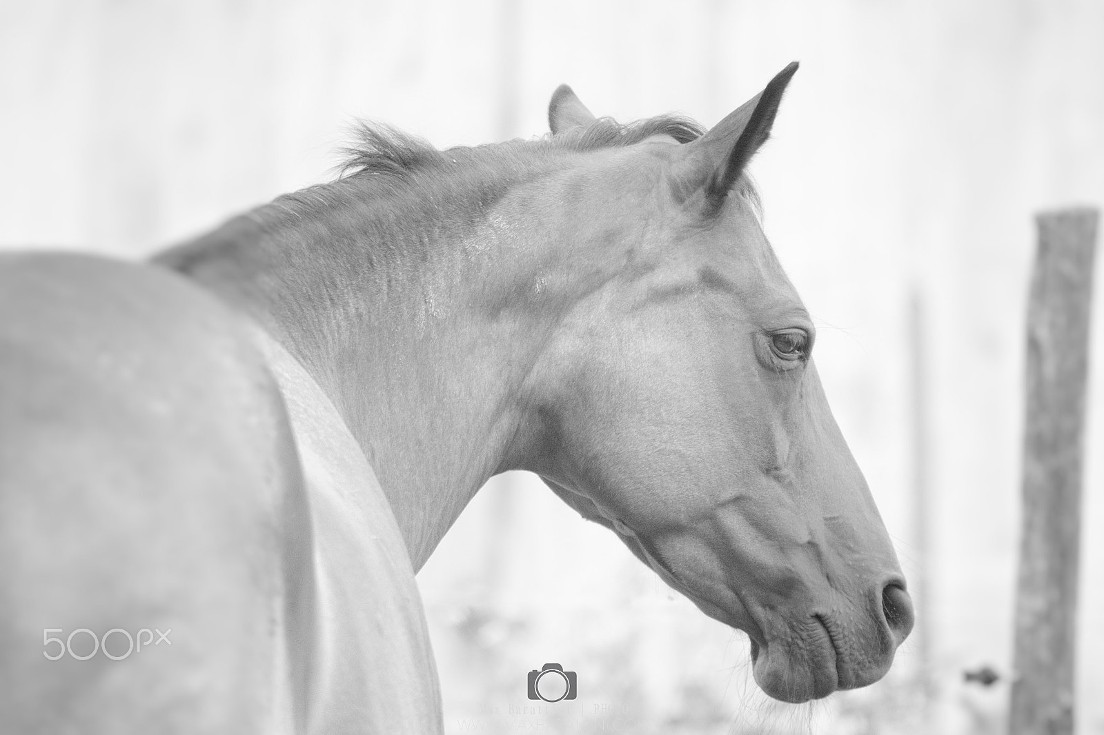 Canon EF 70-200mm F2.8L USM sample photo. Pure-blooded horse photography