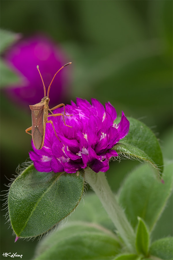 Canon EF-S 60mm F2.8 Macro USM sample photo. Insect photography