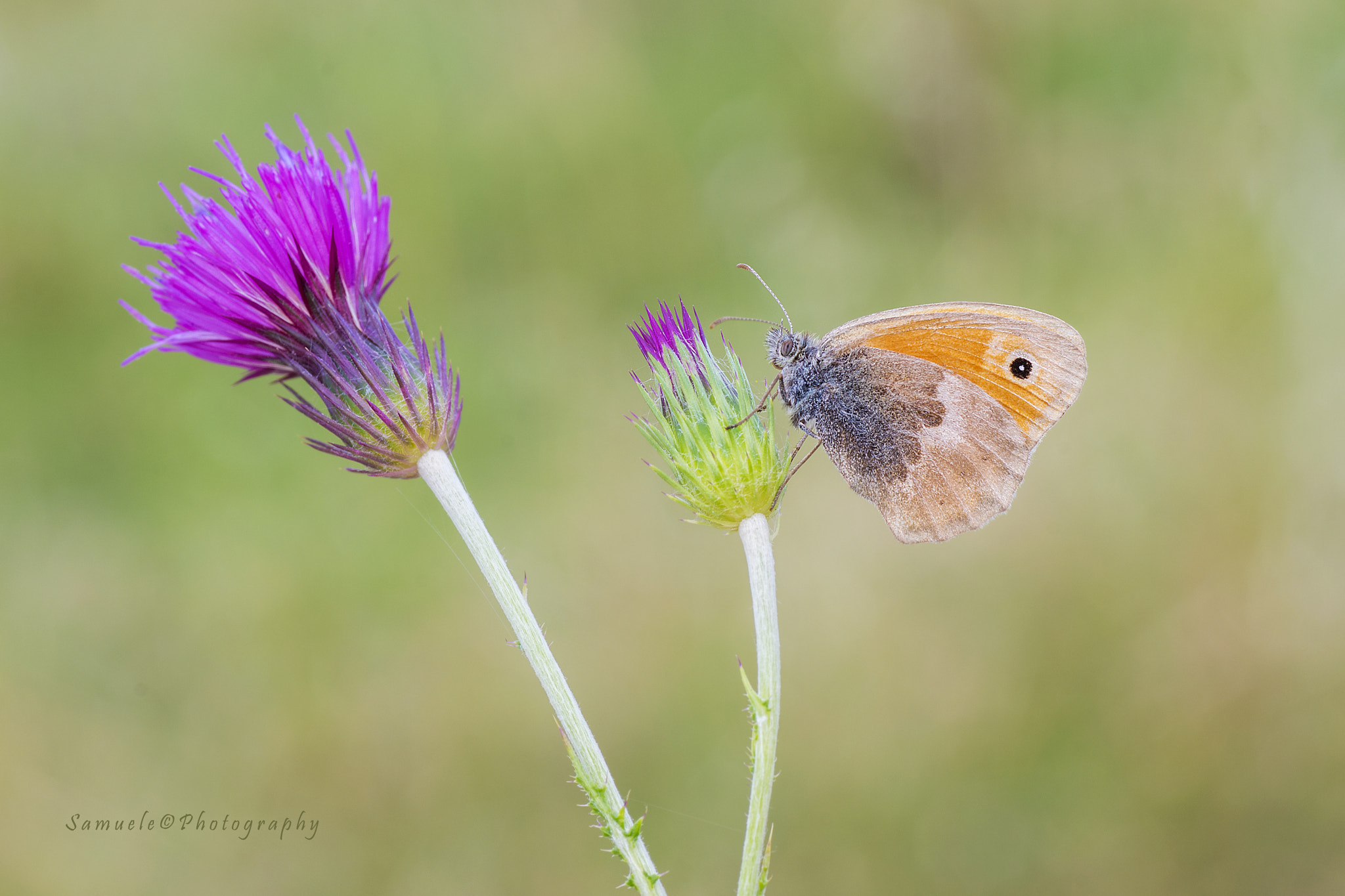 Nikon D3100 sample photo. Coenoympha pamphilus photography