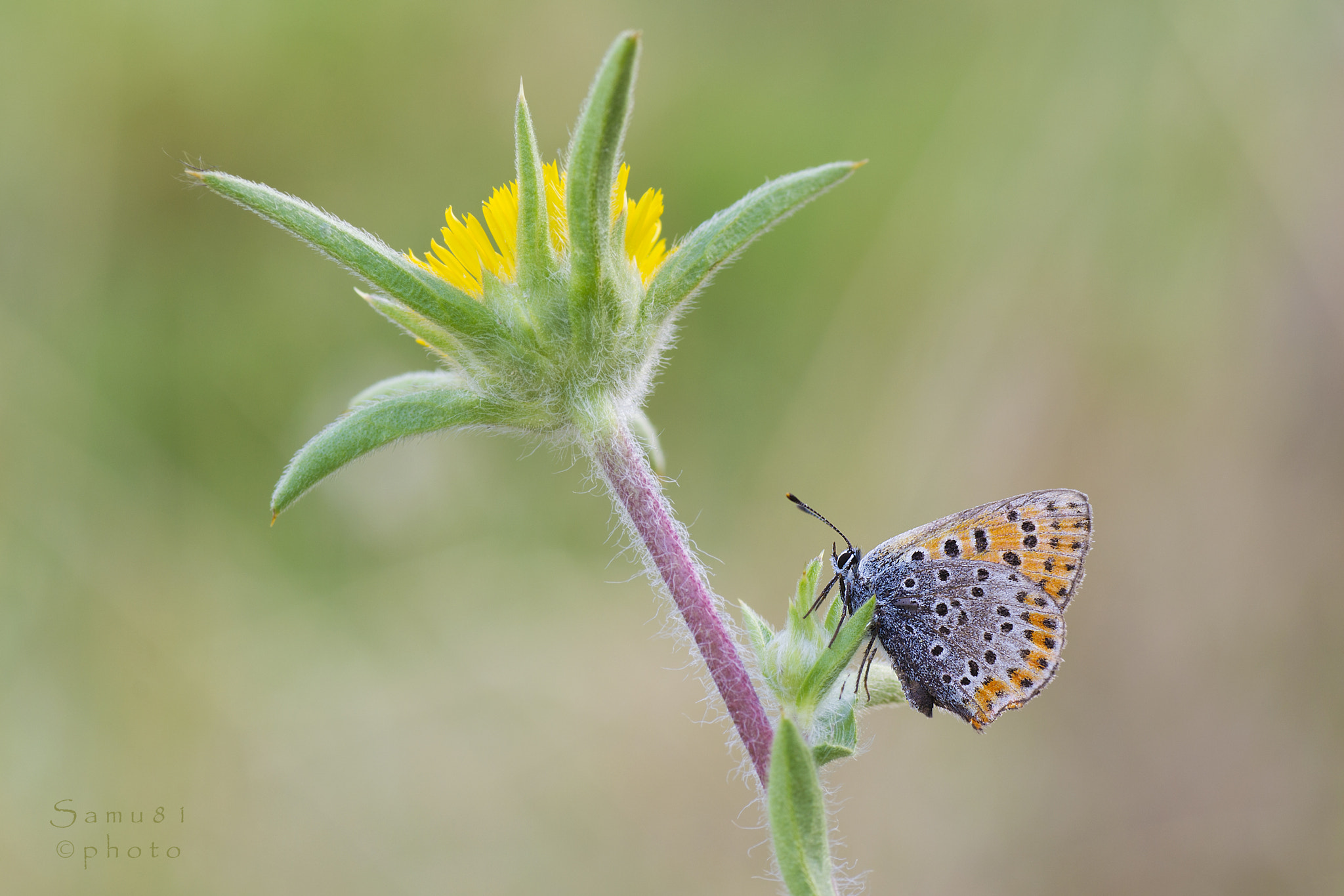Nikon D3100 sample photo. Lycaena photography