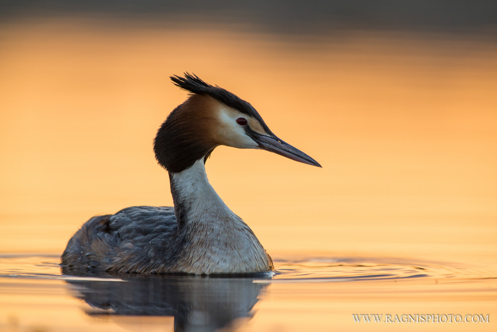Nikon AF-S Nikkor 300mm F2.8G ED VR II sample photo. Great crested grebe photography