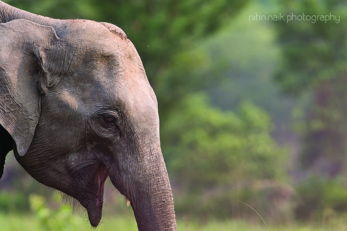 Canon EOS 7D Mark II + Canon EF 400mm F5.6L USM sample photo. Elephant head photography