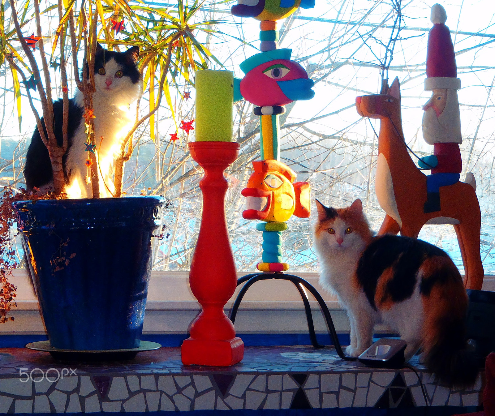 Olympus TG-610 sample photo. Sister kitties photography