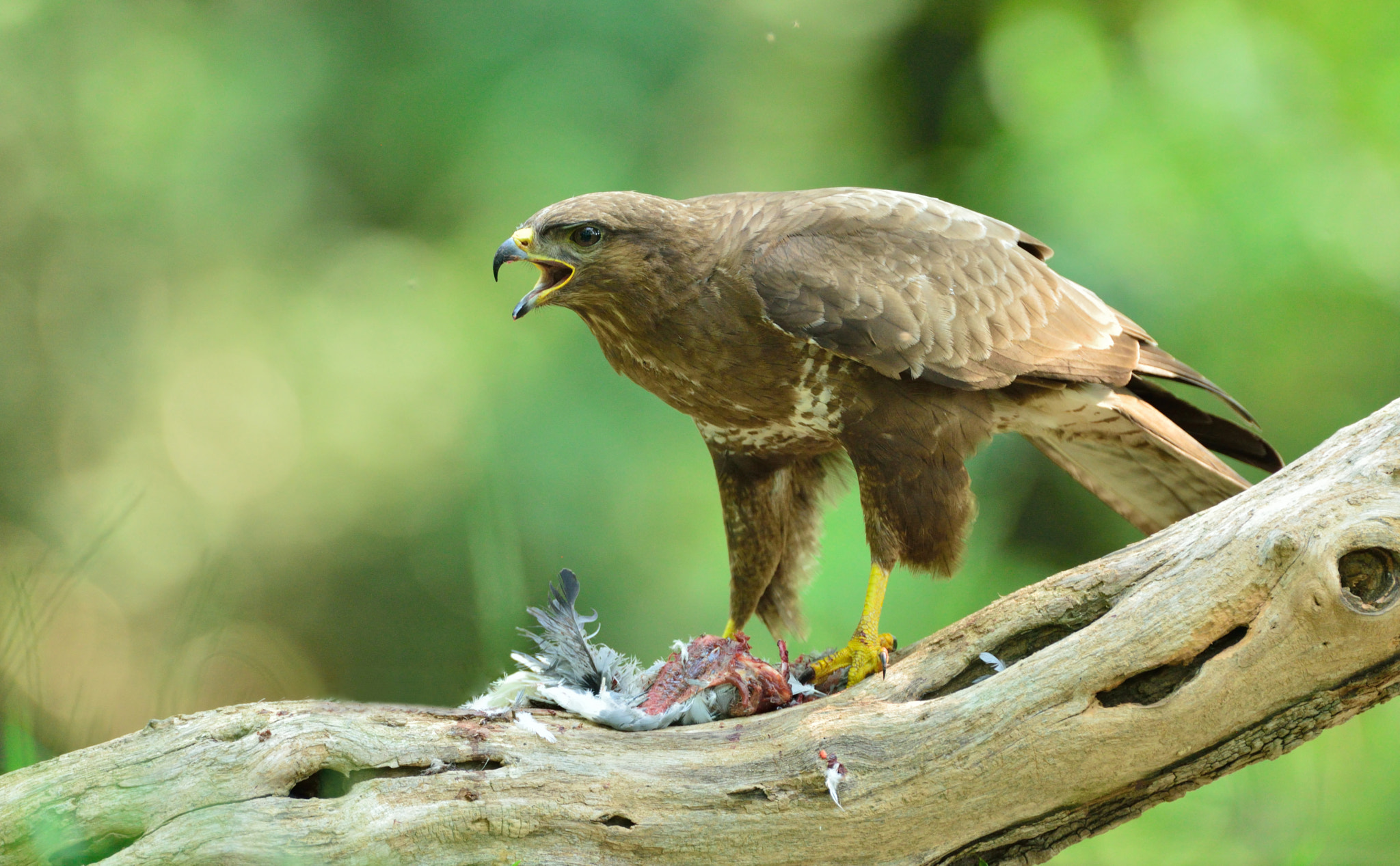 Nikon D600 + Nikon AF-S Nikkor 600mm F4G ED VR sample photo. Buizerd photography