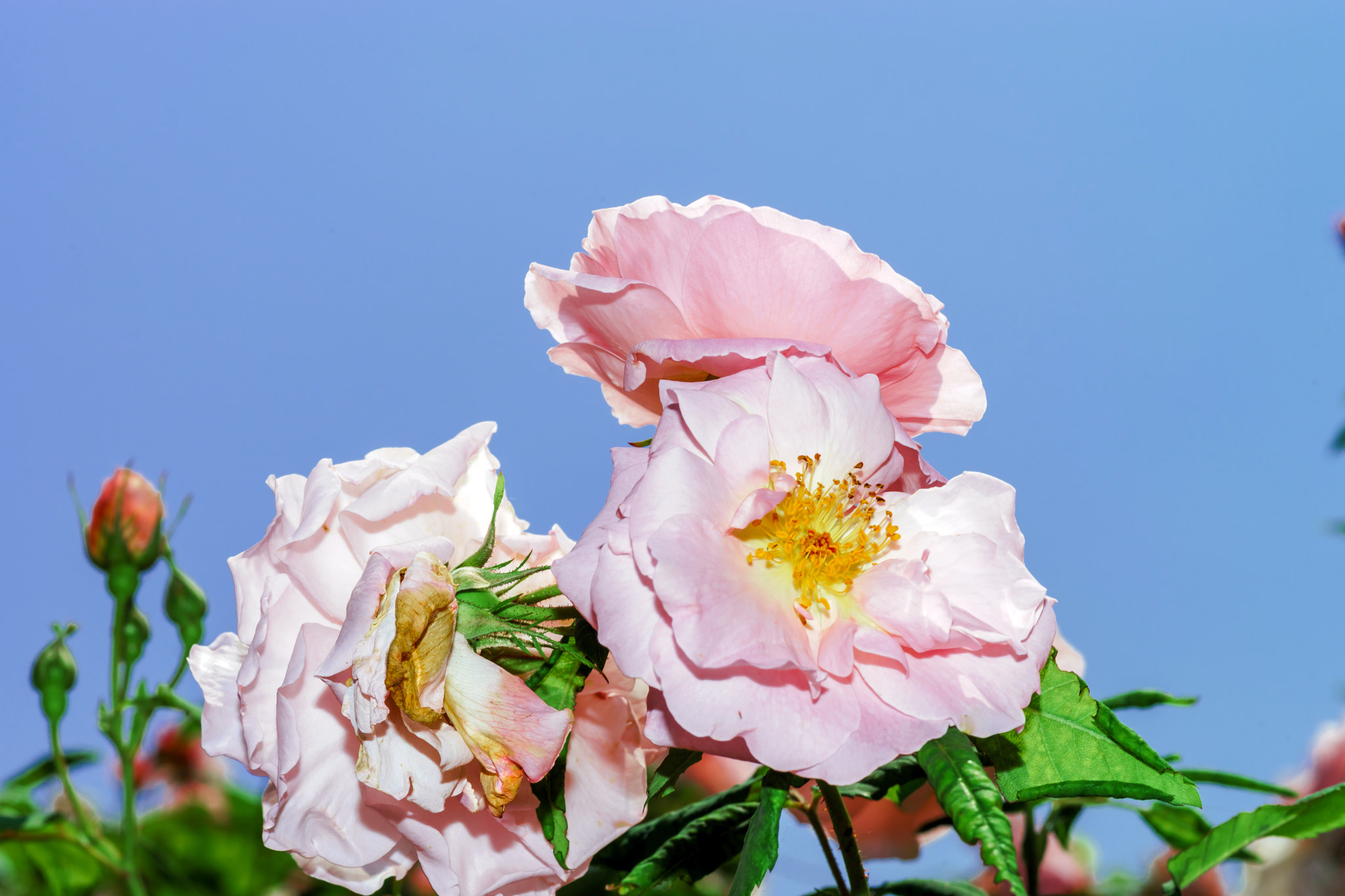 Sony a99 II + Minolta AF 100mm F2.8 Macro [New] sample photo. Botanic garden with blossom roses, alsace photography