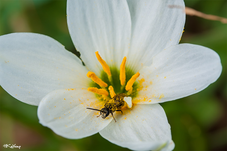 Canon EF-S 60mm F2.8 Macro USM sample photo. Insect photography
