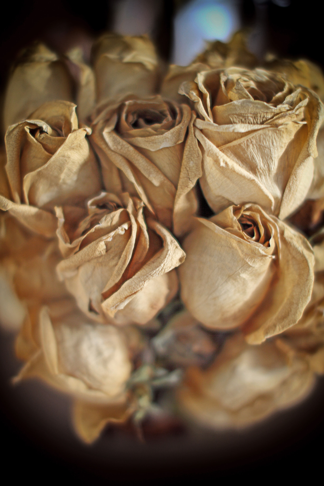 Canon EOS 50D + Sigma 50mm F1.4 EX DG HSM sample photo. Dry rose bouquet closeup for vintage background photography