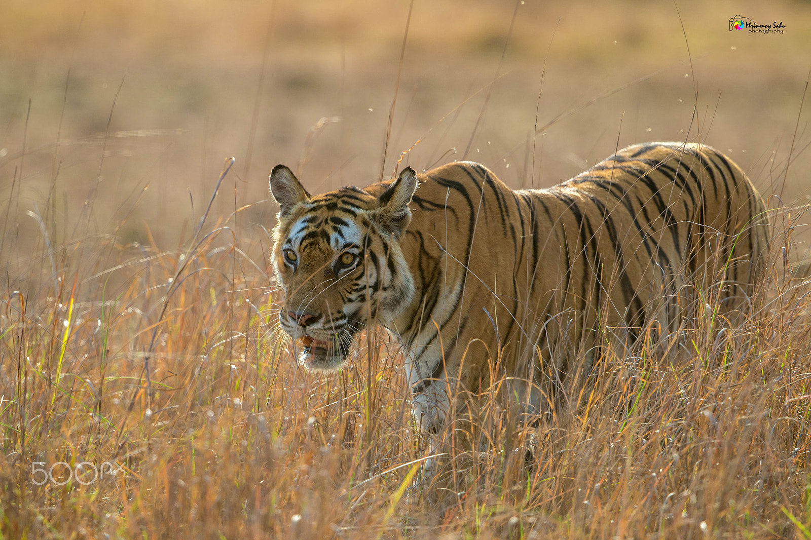 Canon EOS 70D + Canon EF 500mm F4L IS II USM sample photo. Tiger photography
