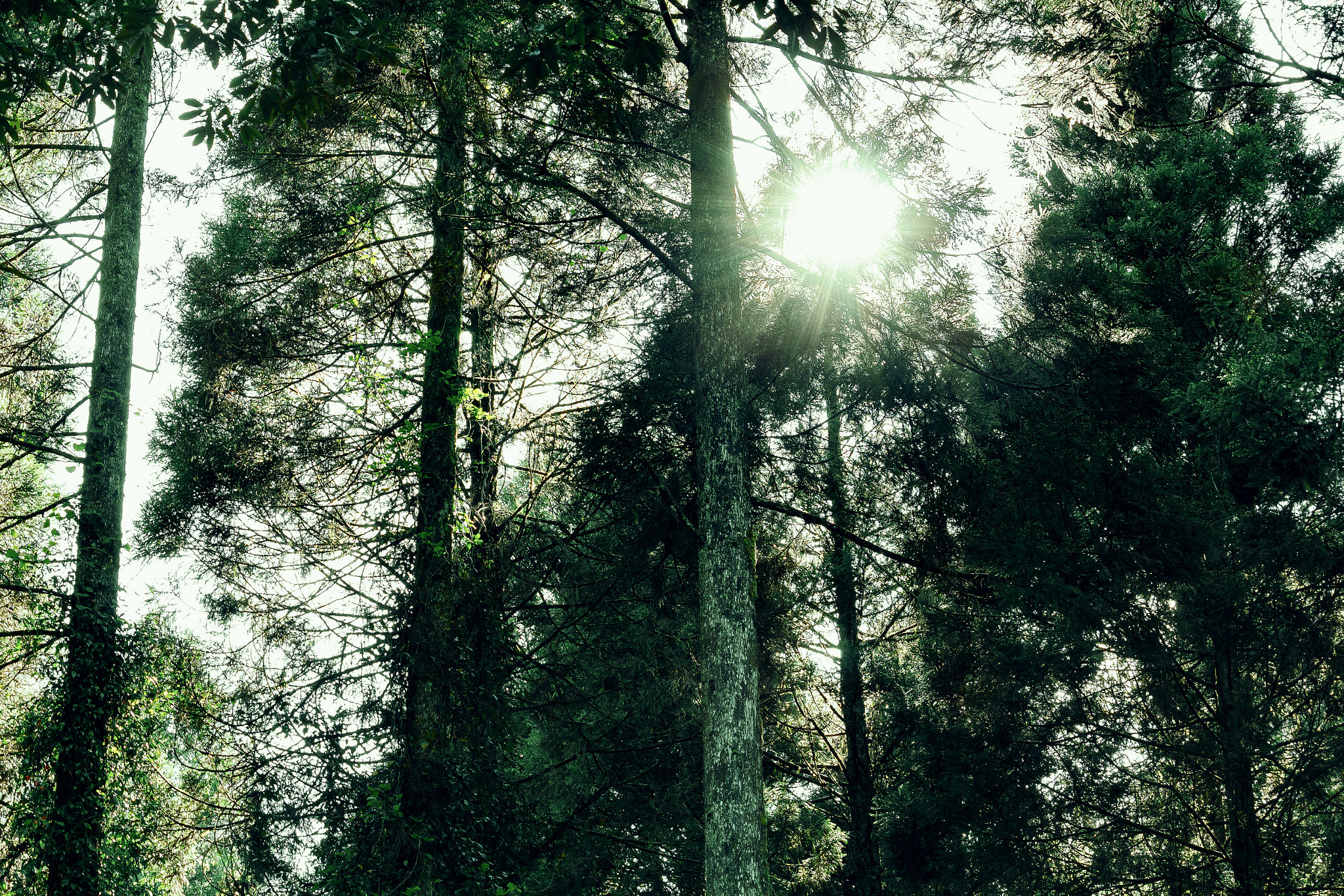 Canon EOS 700D (EOS Rebel T5i / EOS Kiss X7i) sample photo. Afternoon of forest / 2 photography
