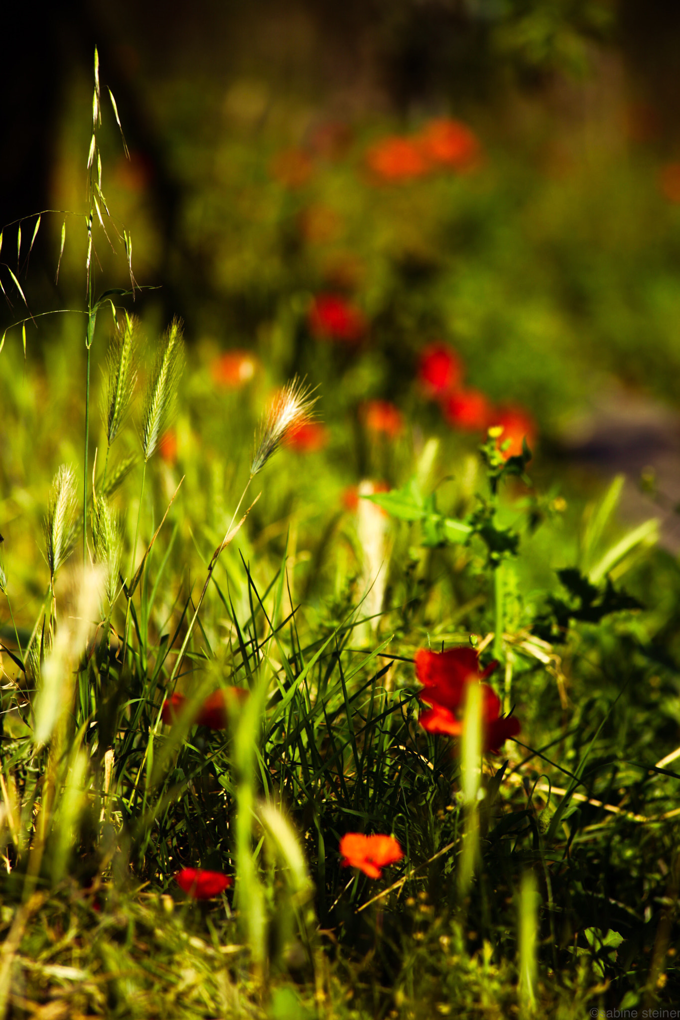 Canon EF 70-300mm F4-5.6 IS USM sample photo. Meadow photography