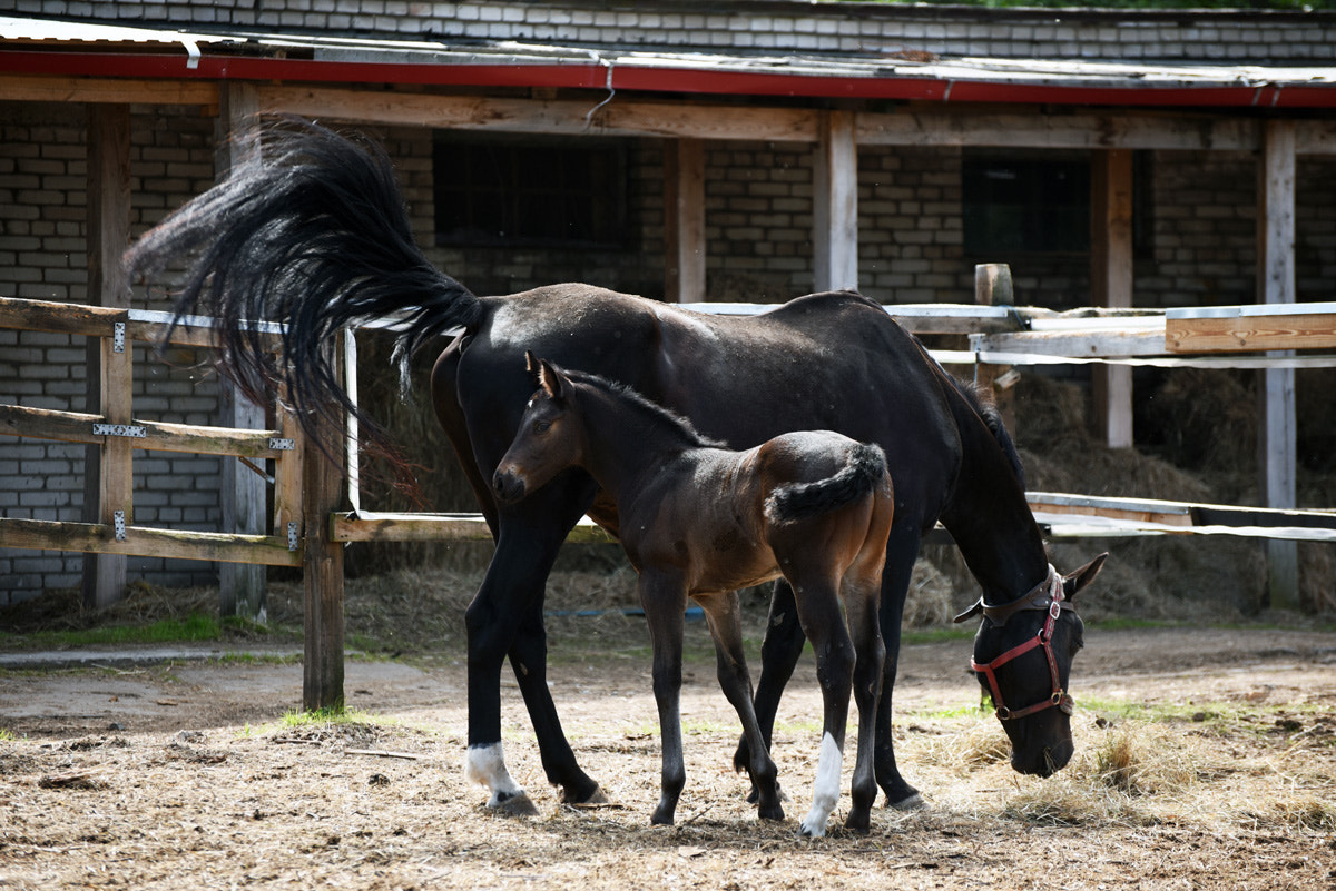 AF Nikkor 50mm f/1.8D + 1.4x sample photo. Horses photography