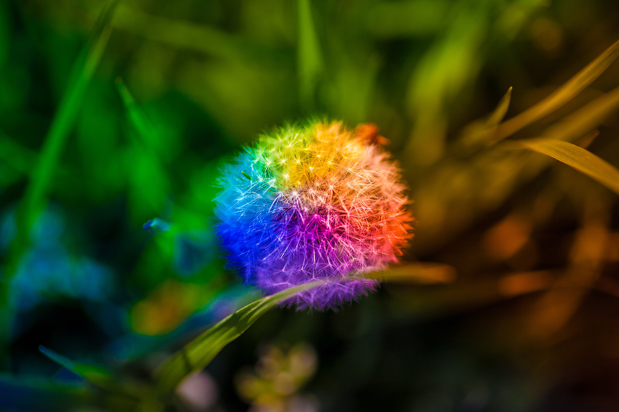 Canon EOS 5D + Tamron SP AF 90mm F2.8 Di Macro sample photo. Fluff of a dandelion photography